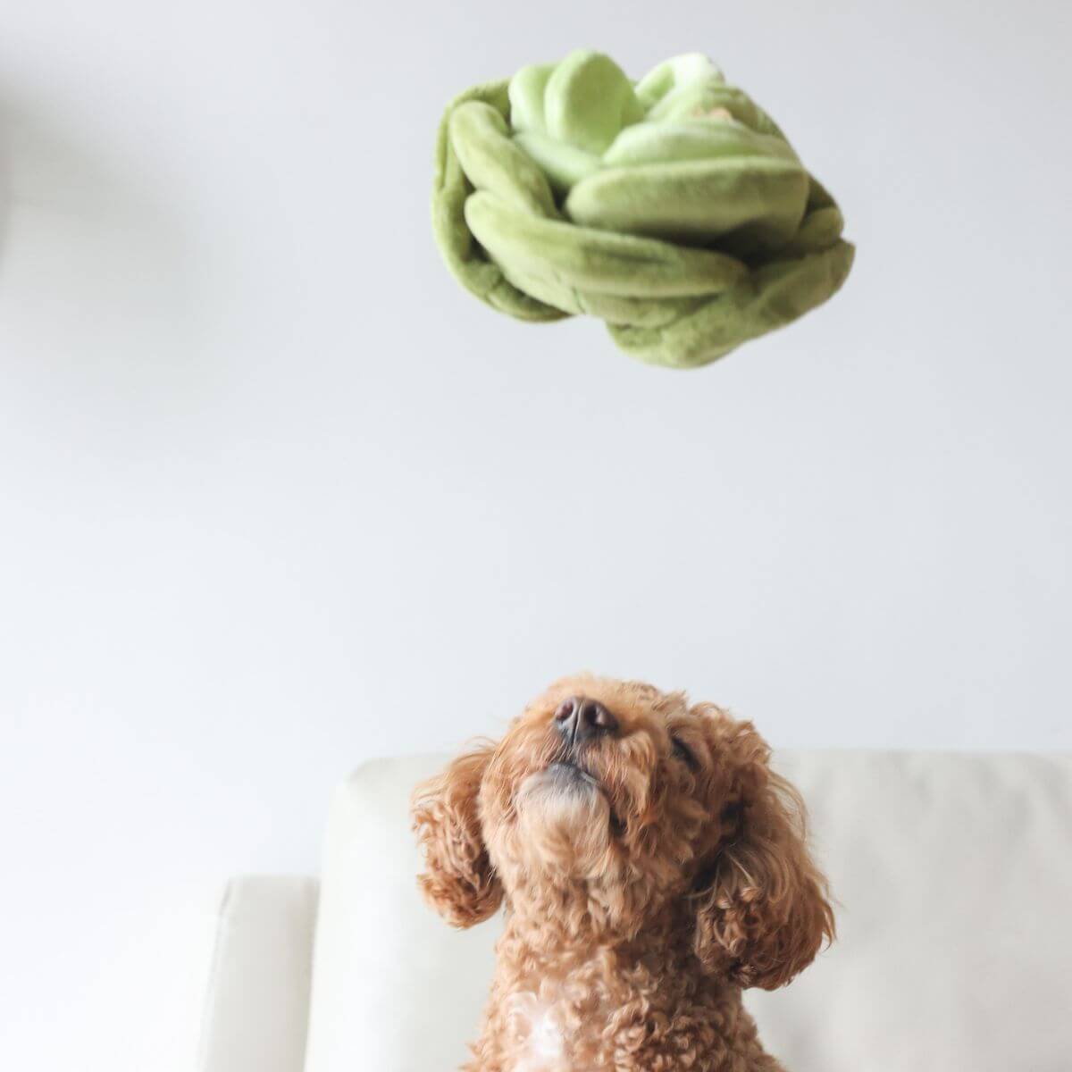 Pups & Bubs Snuffle Cabbage Nosework Toy tossed into the air and a poodle looking at it.