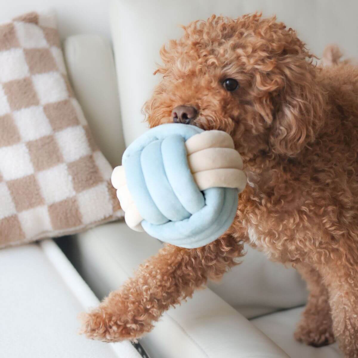 A brown poodle holding the Pups & Bubs Snuffle Knot in its mouth. 