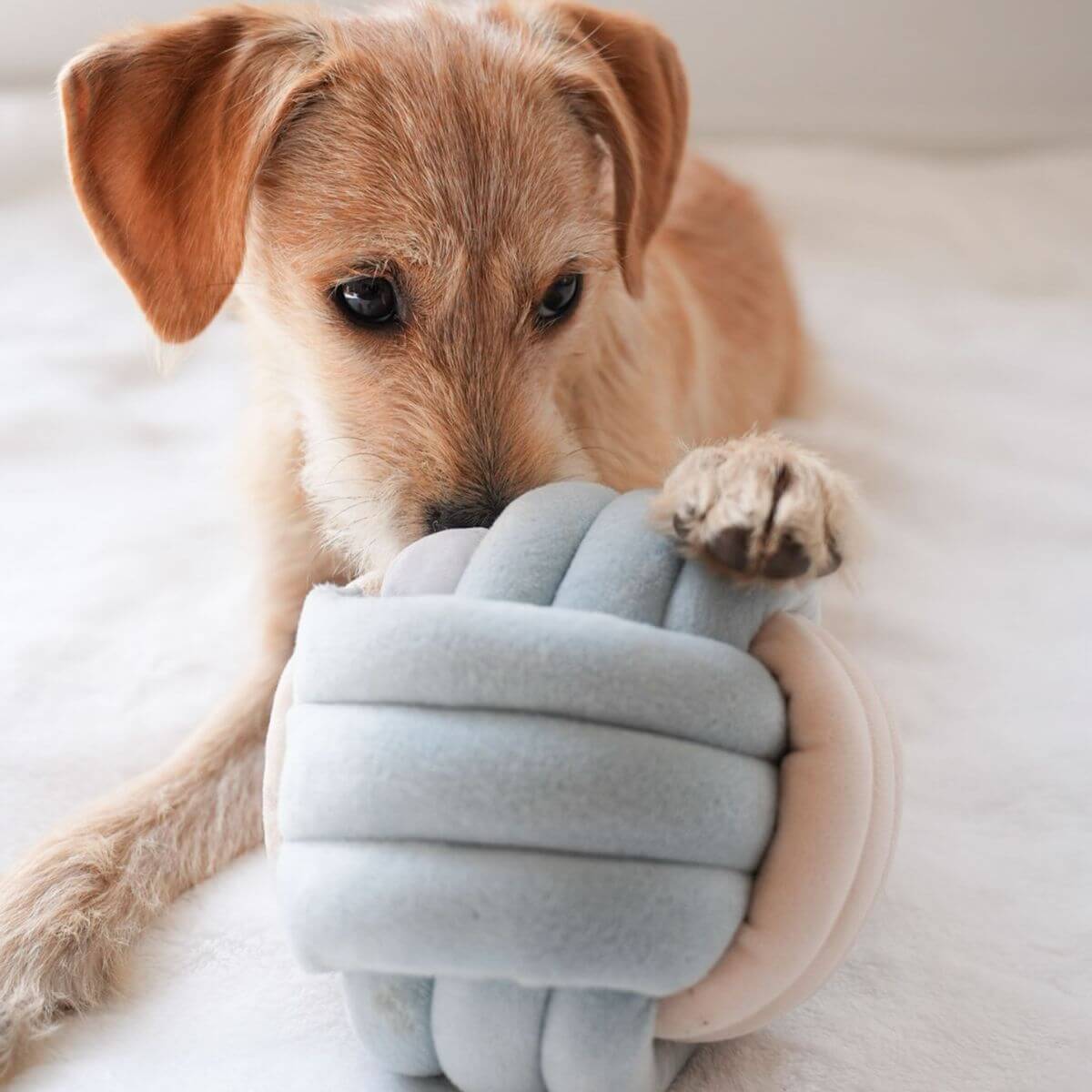 A brown dog with one paw on the Pups & Bubs Snuffle Knot.