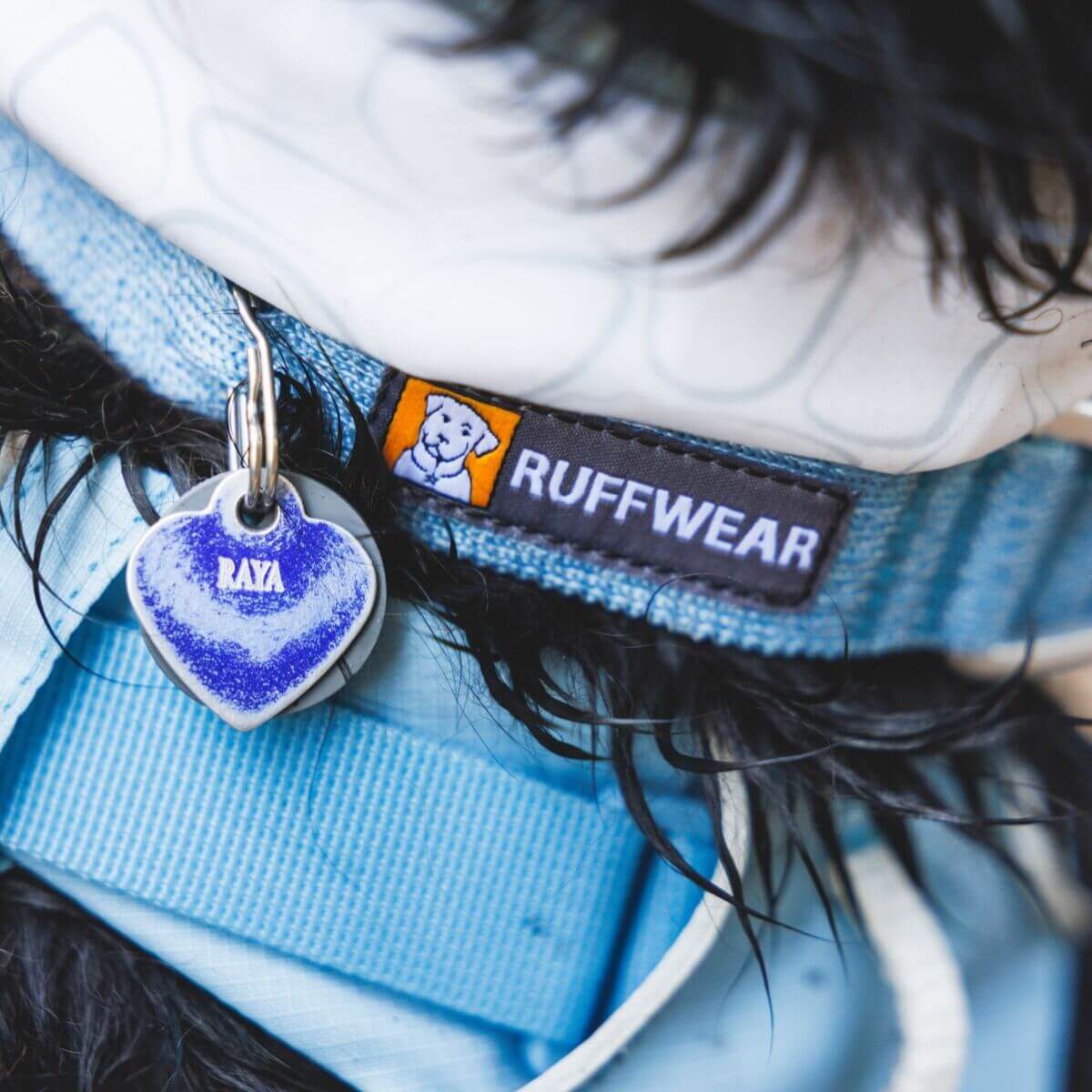 A dog wearing the Ruffwear Flex Collar Polar Blue. 
