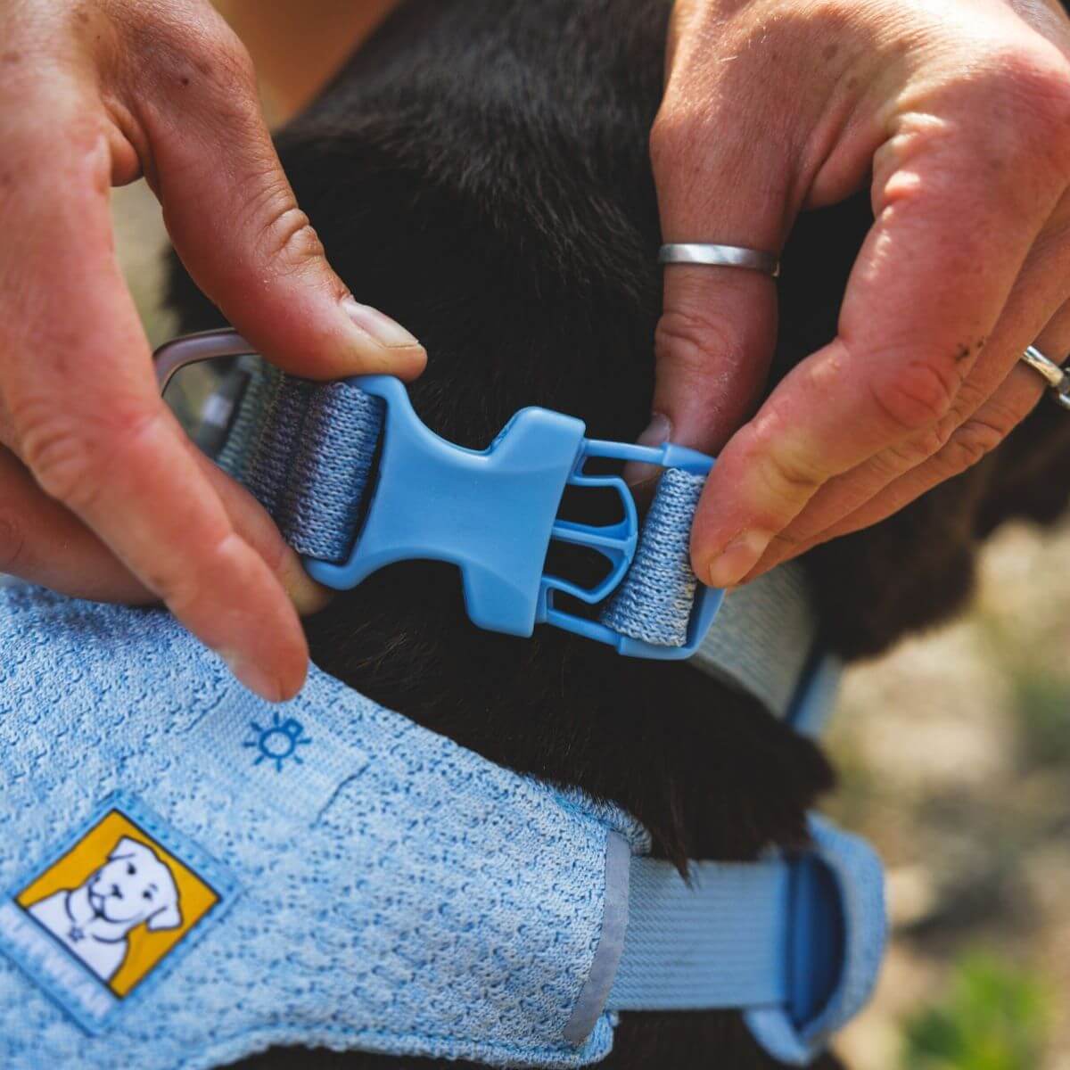 A dog wearing the Ruffwear Flex Collar in Polar Blue.