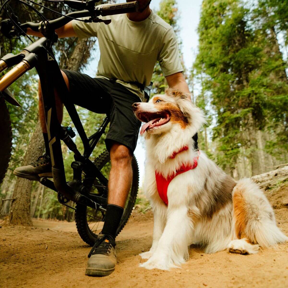 A dog wearing the Ruffwear Flex Collar in Rose Violet.