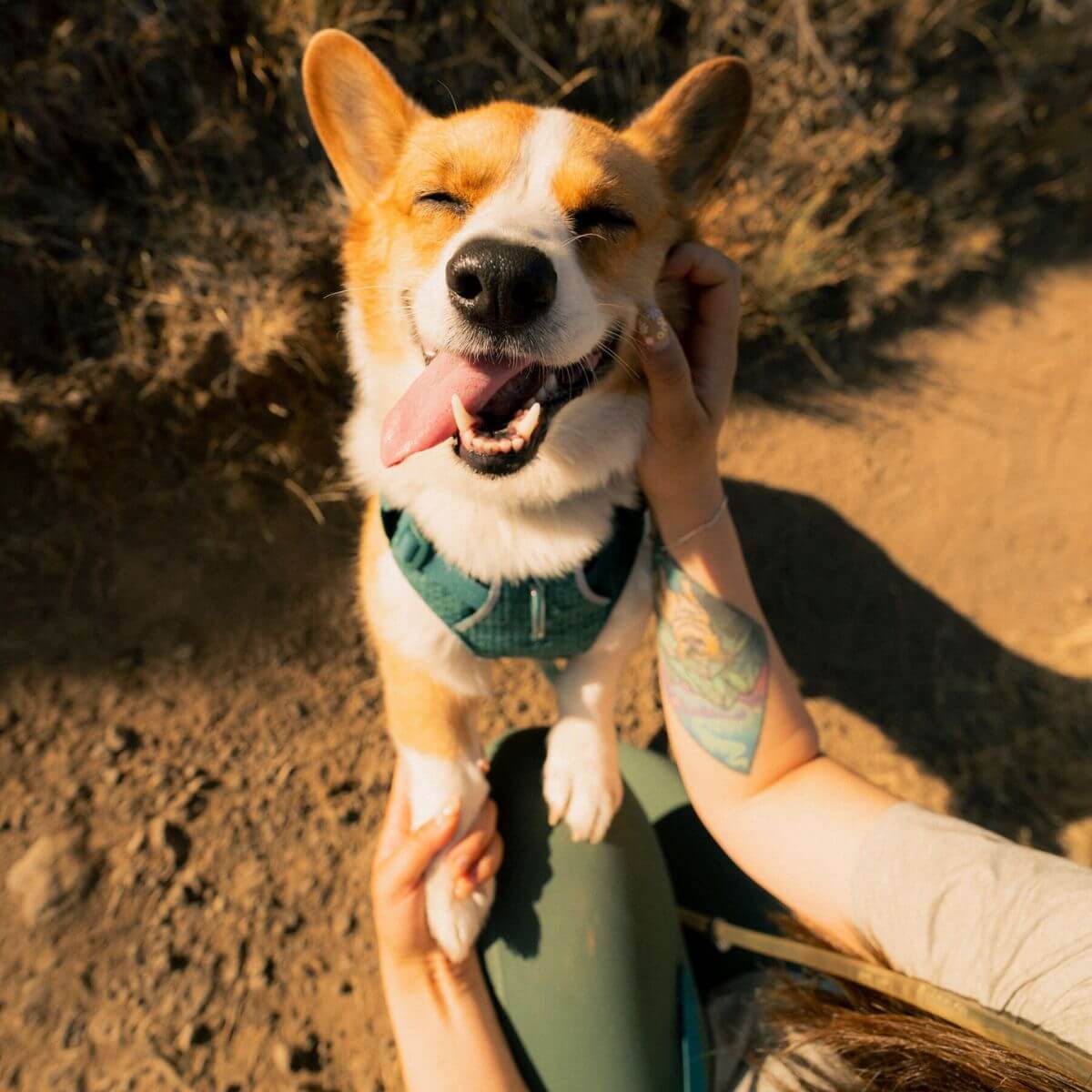 Ruffwear Front Range® Flex Harness