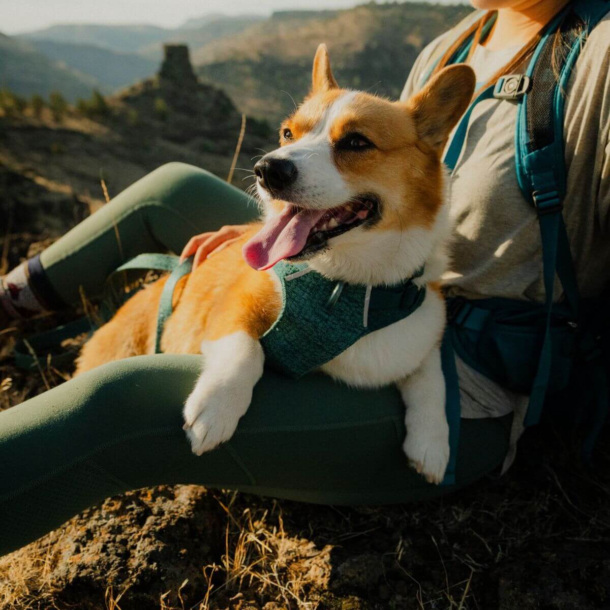 Ruffwear Front Range® Flex Harness