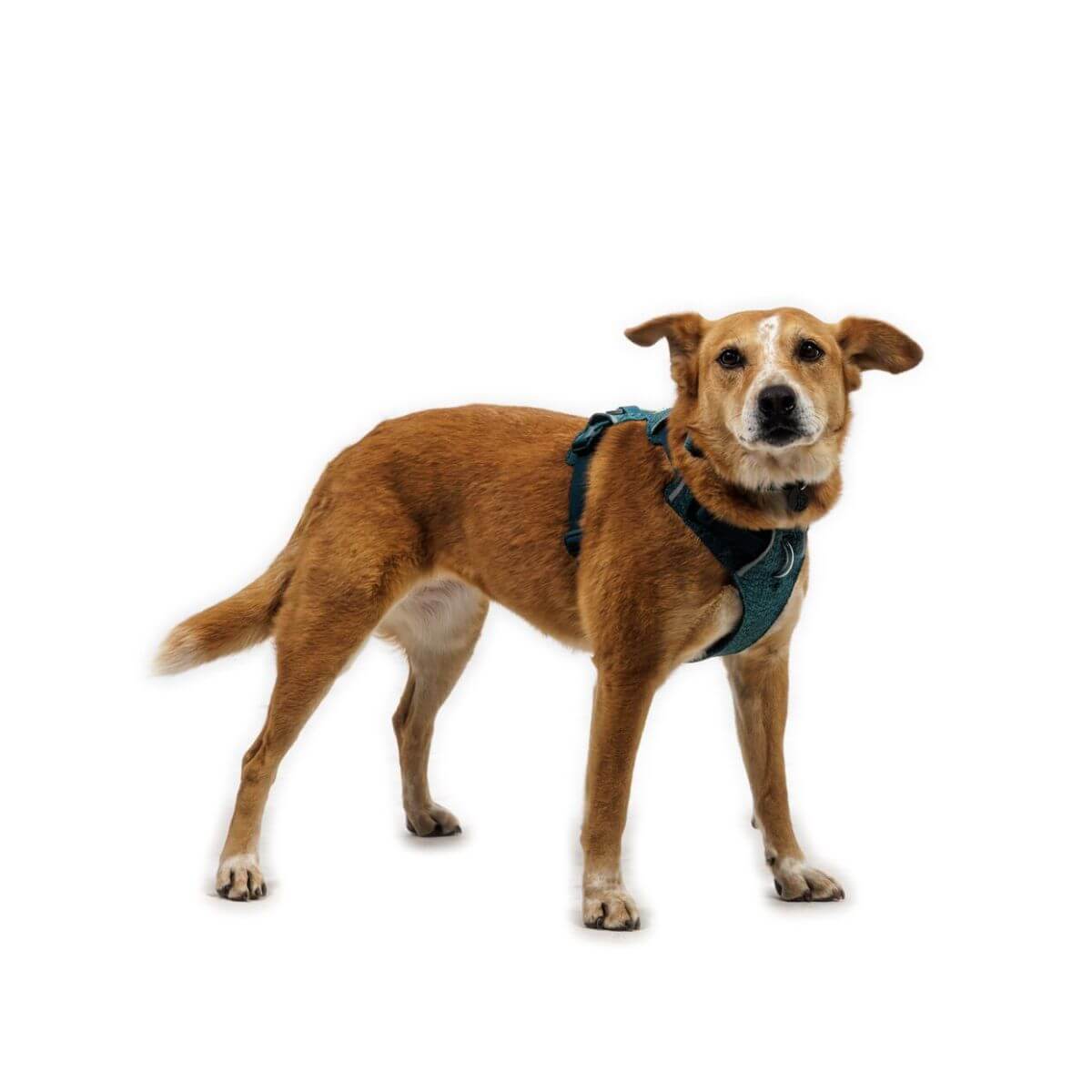 RUFFWEAR Front Range Flex Harness Sサイズ Ruffwear Front Range® Flex Harness