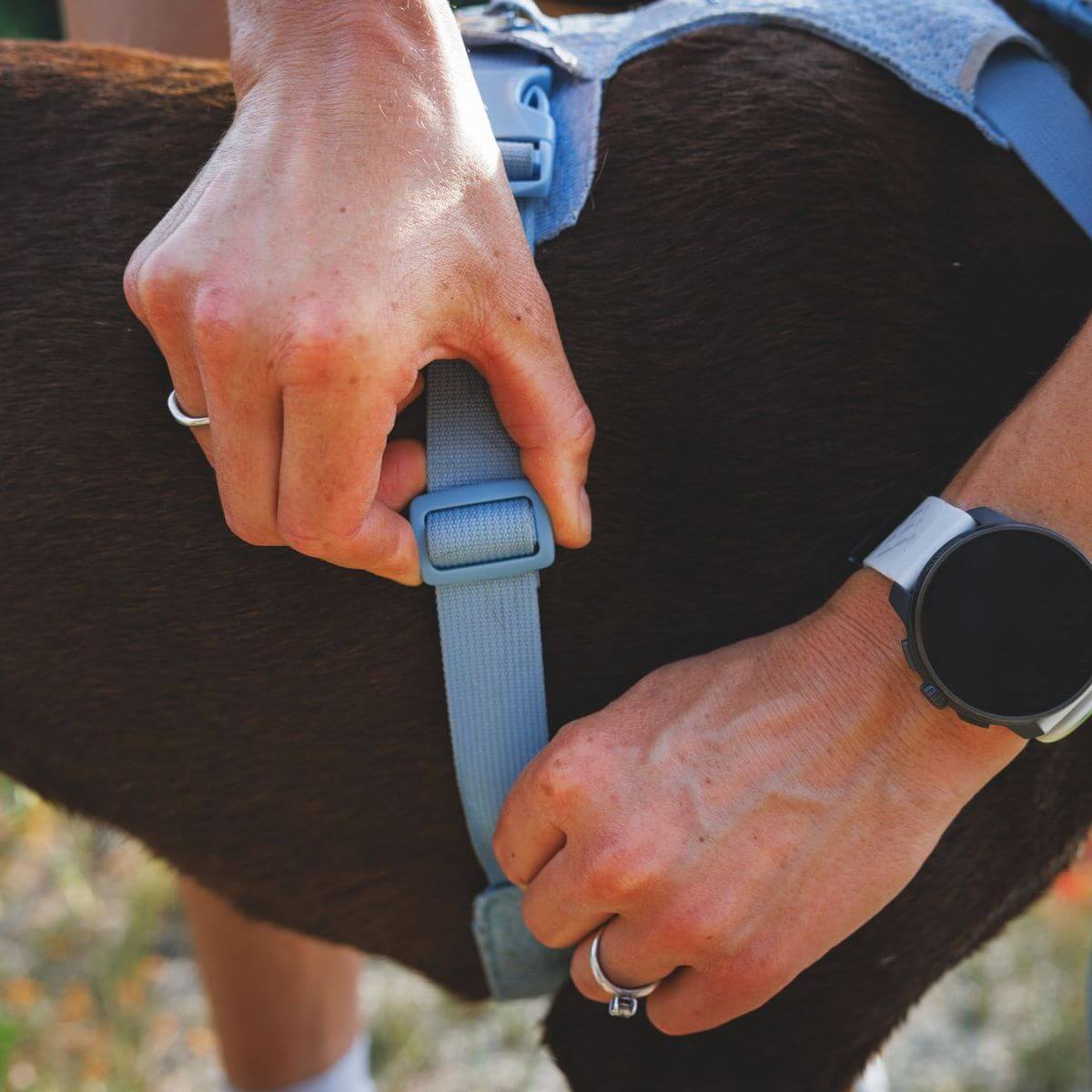 Ruffwear Front Range® Flex Harness