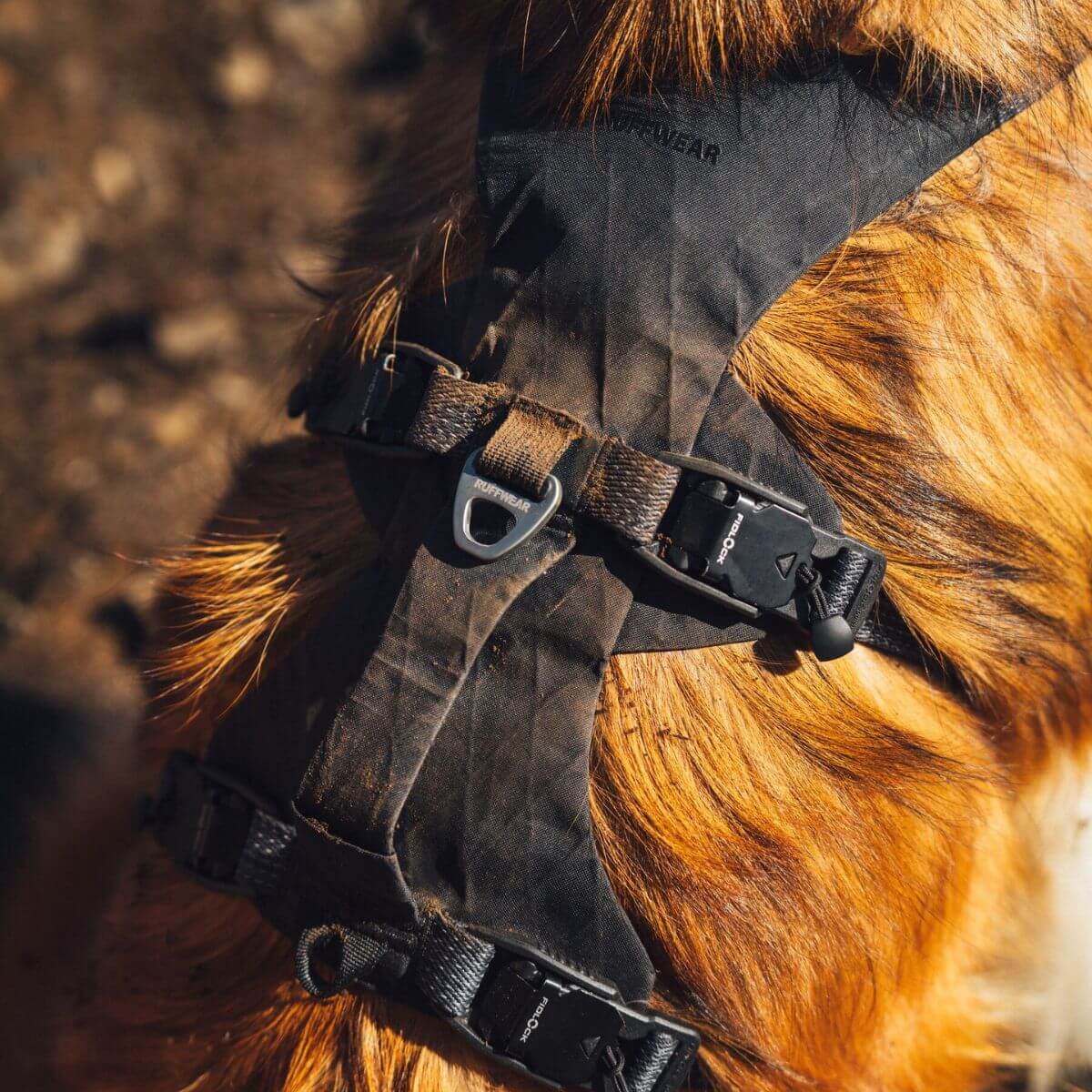 Top view of the Ruffwear Ridgeline Harness on a dog.
