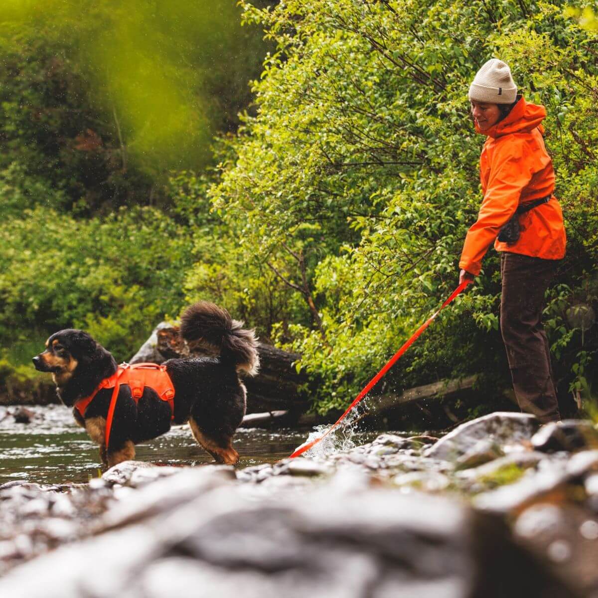 A dog in a lake with the Ruffwear Rogue Long Line in blaze orange from the off-cadence collection. 