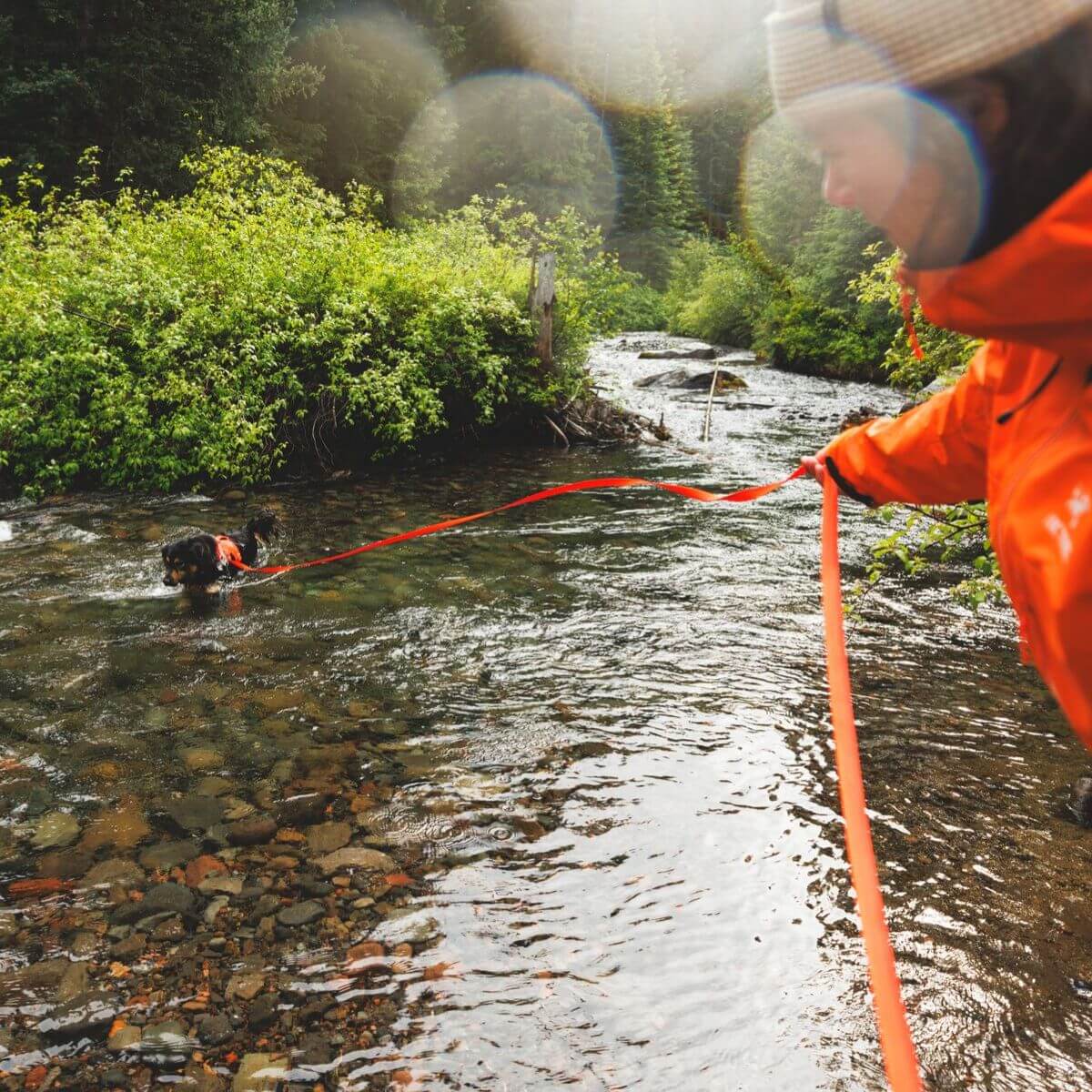 A dog in a lake with the Ruffwear Rogue Long Line in blaze orange from the off-cadence collection. 