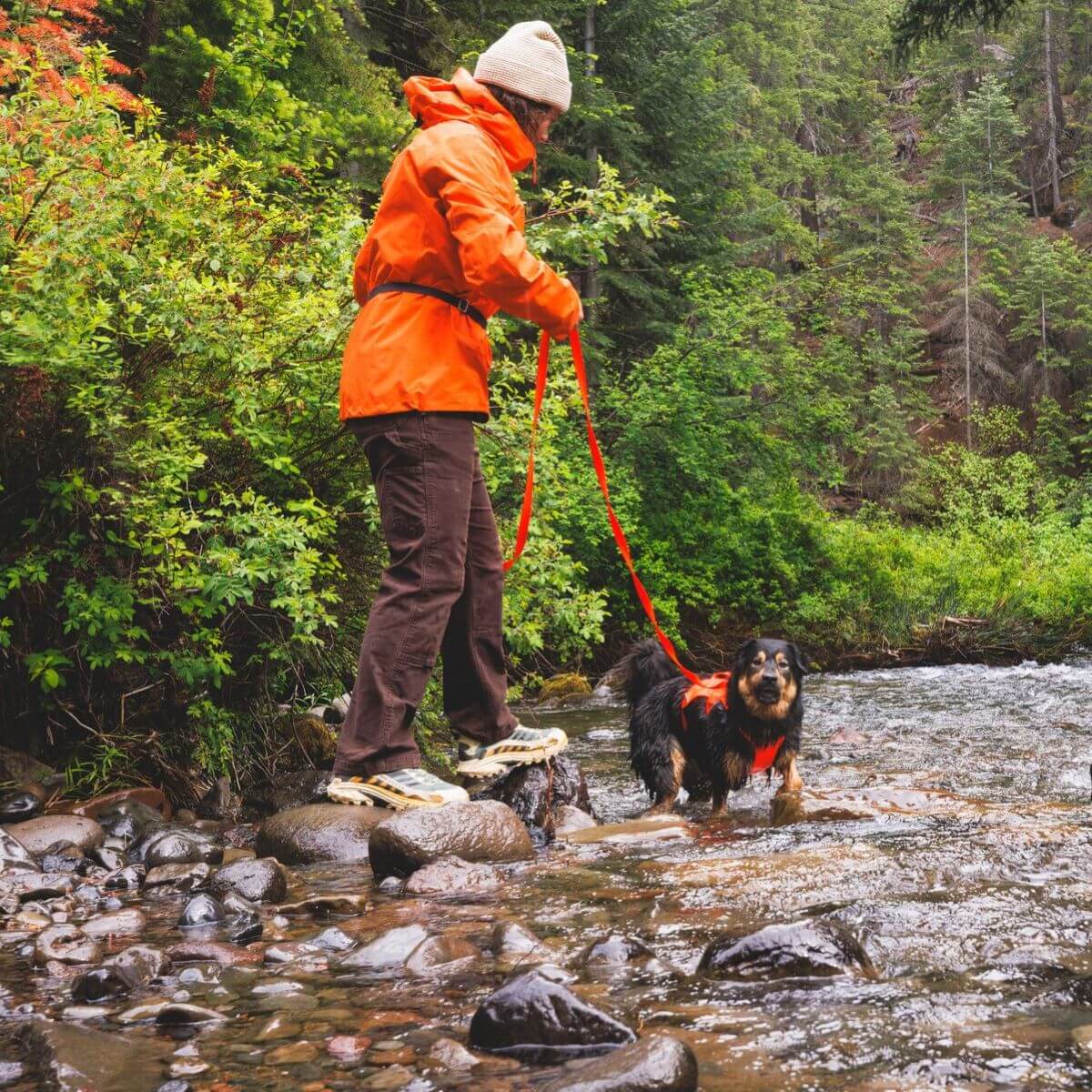 A dog in a lake with the Ruffwear Rogue Long Line in blaze orange from the off-cadence collection. 