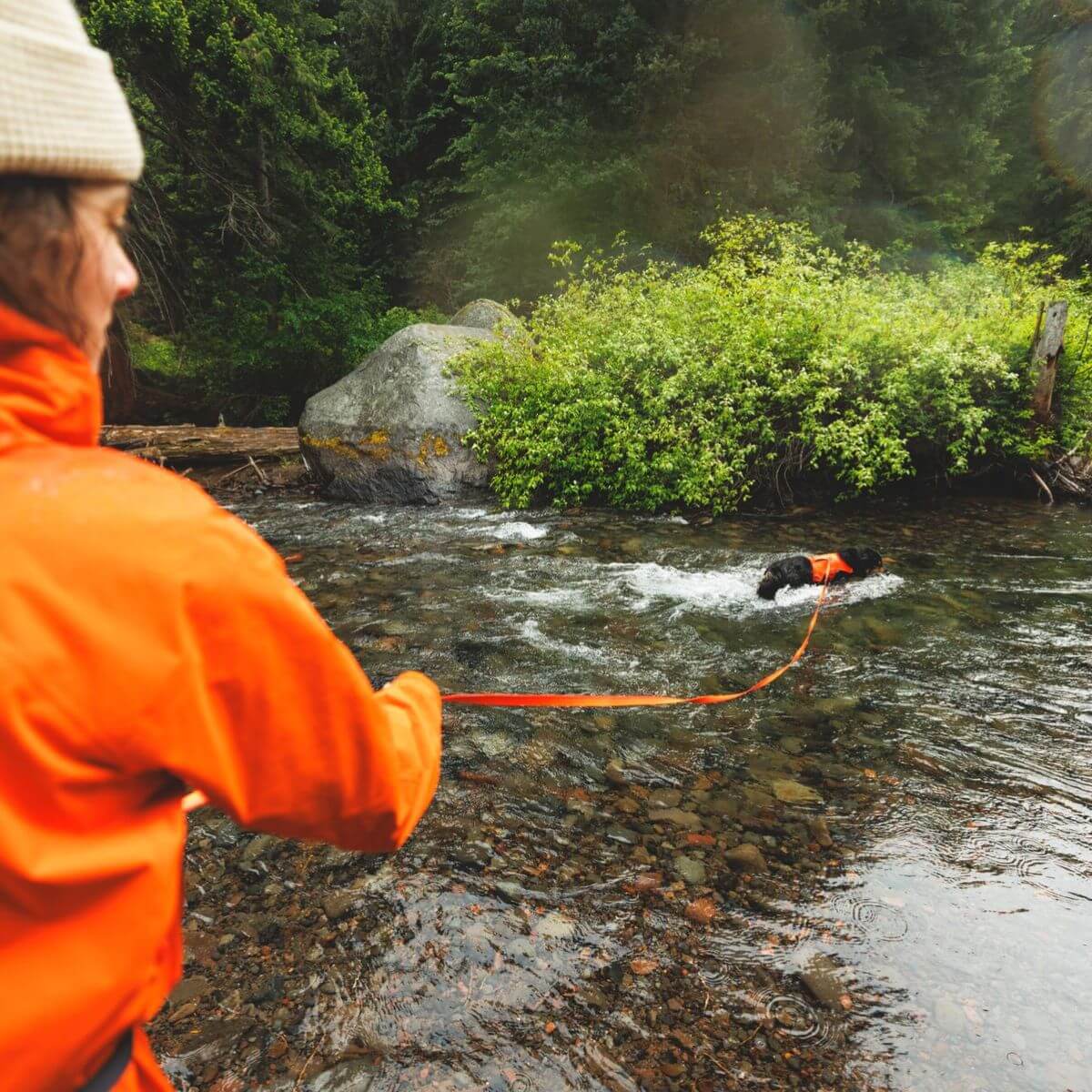 A dog in a lake with the Ruffwear Rogue Long Line in blaze orange from the off-cadence collection. 