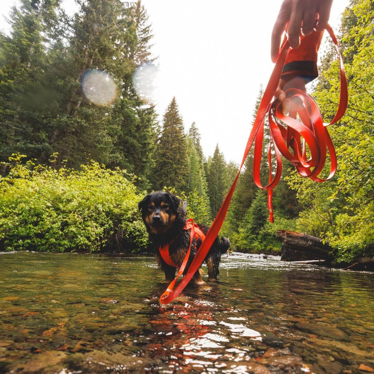 A dog in a lake with the Ruffwear Rogue Long Line in blaze orange from the off-cadence collection. 