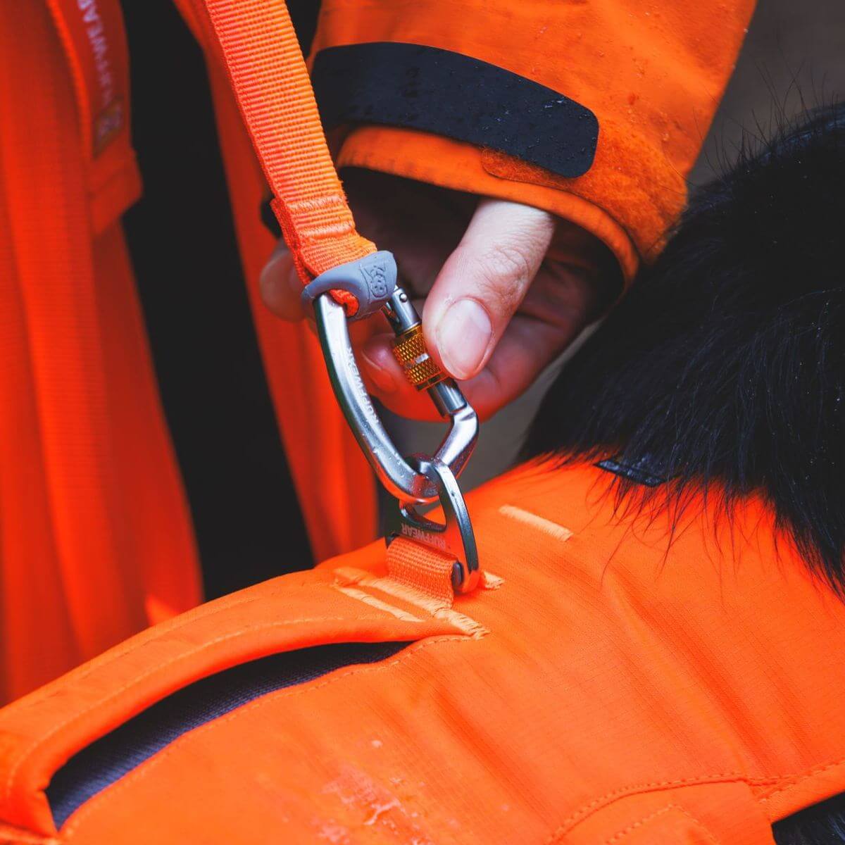 A dog in a lake with the Ruffwear Rogue Long Line in blaze orange from the off-cadence collection. 