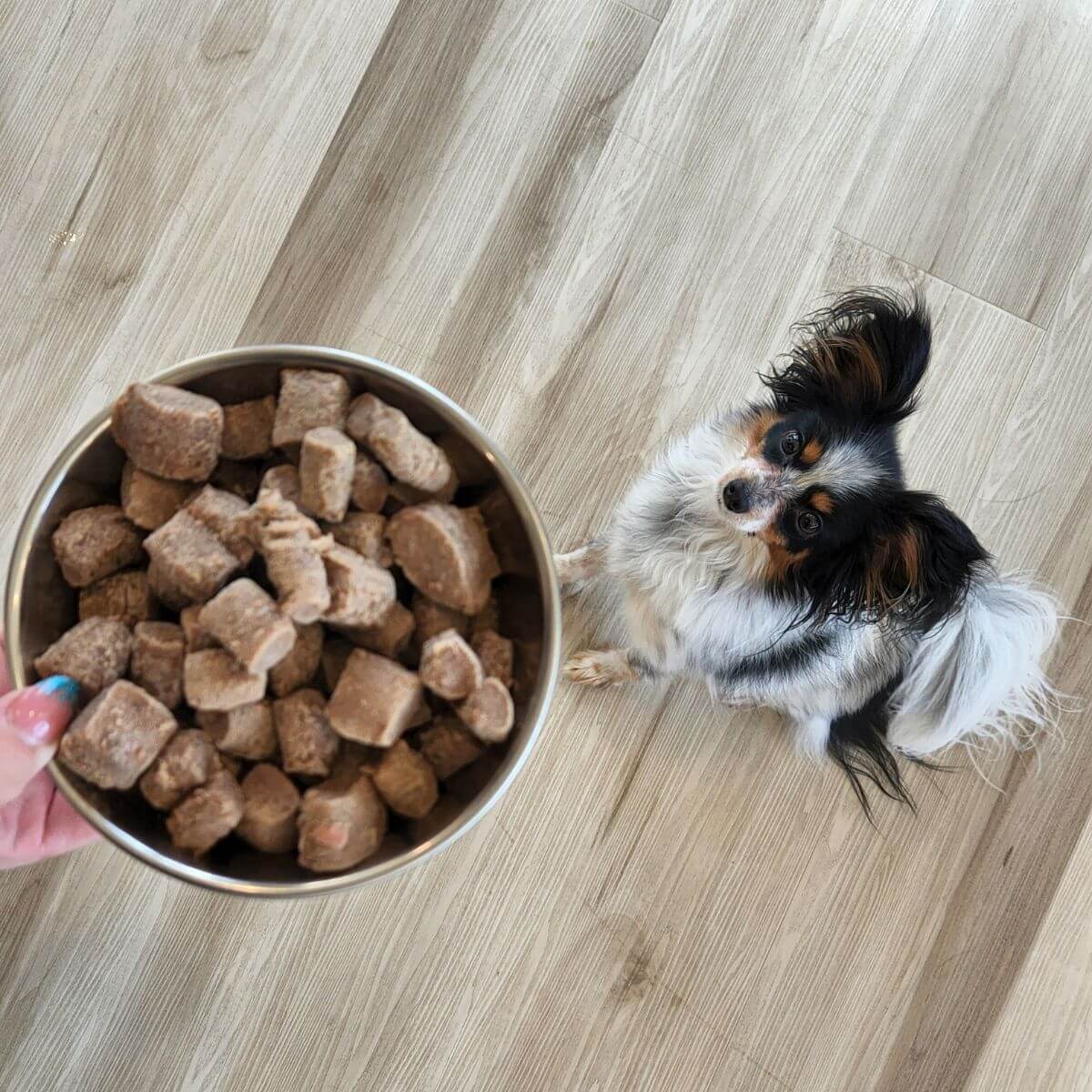 Steve's Real Food Freeze Dried Beef Nuggets and a dog waiting for its food.