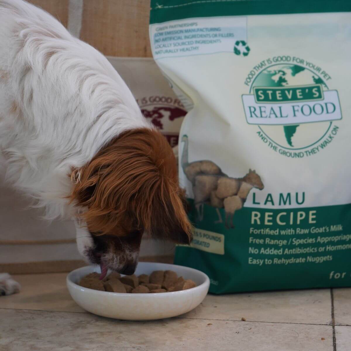 A dog eating the Steve's Real Food Lamu Freeze Fried Nuggets. 