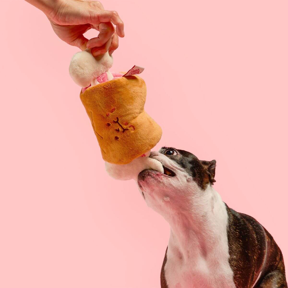 A boston terrier with the the furryfolks bone appetit nosework toy. 