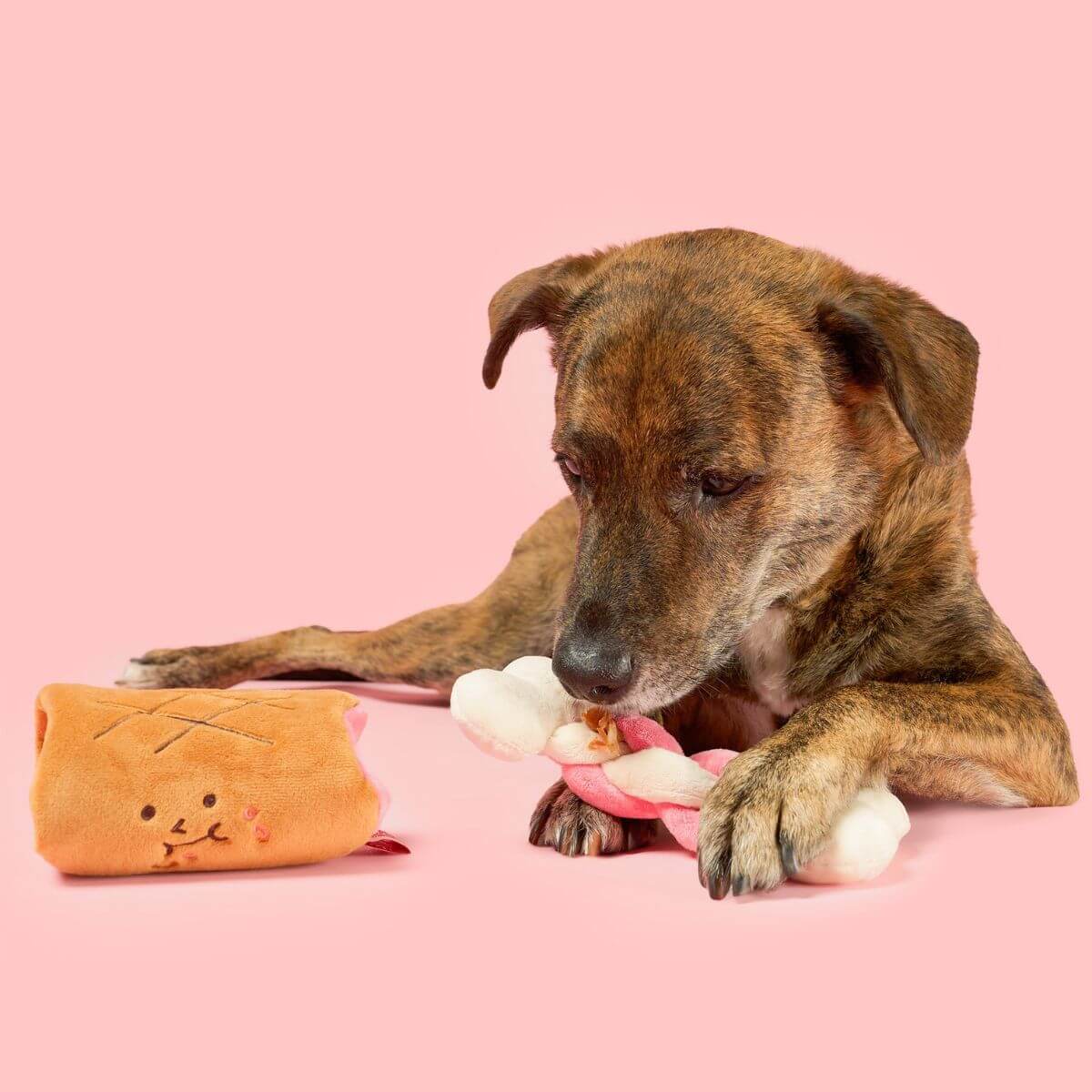 A brown dog with the the furryfolks bone appetit nosework toy. 