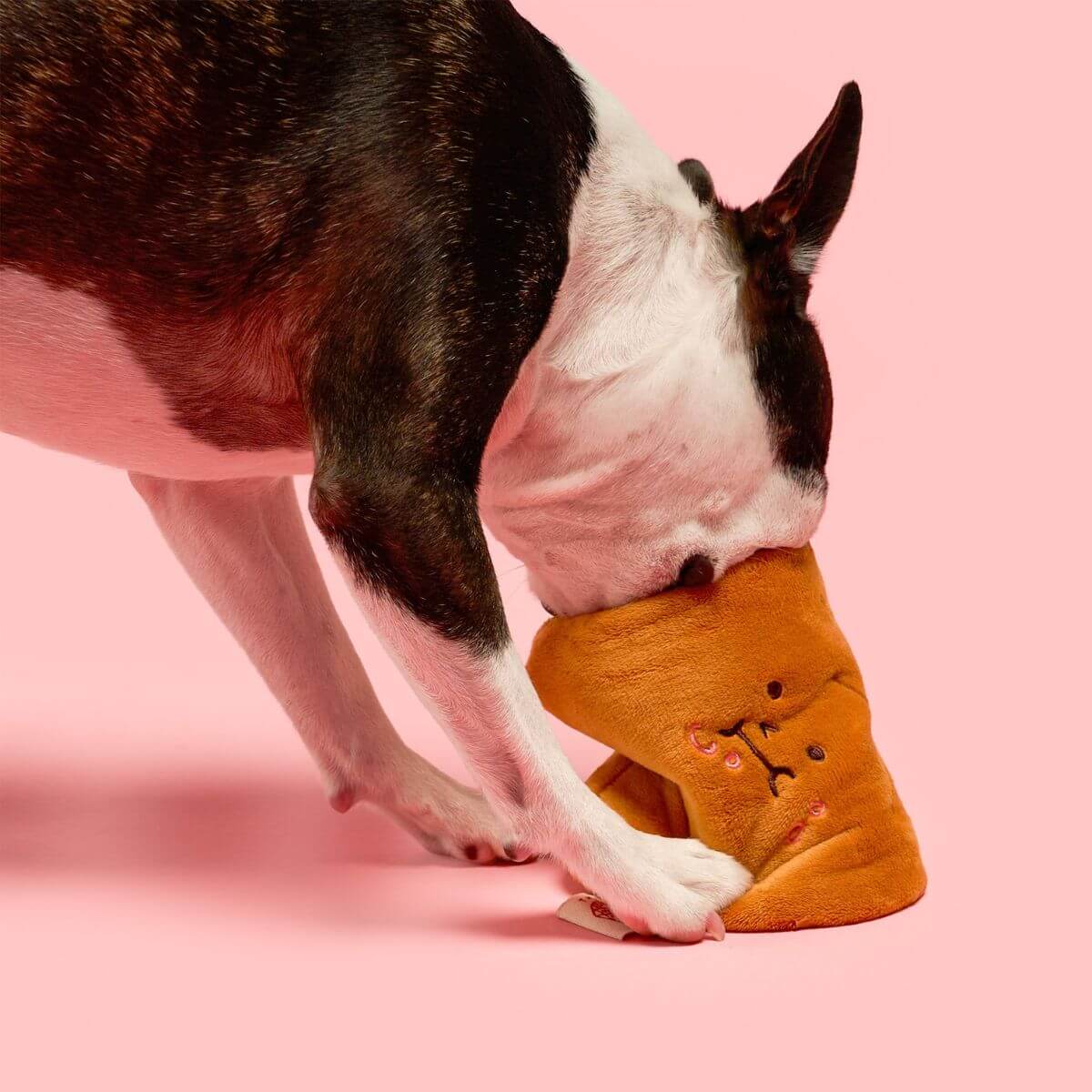 A boston terrier with the furryfolks bone appetit nosework toy. 