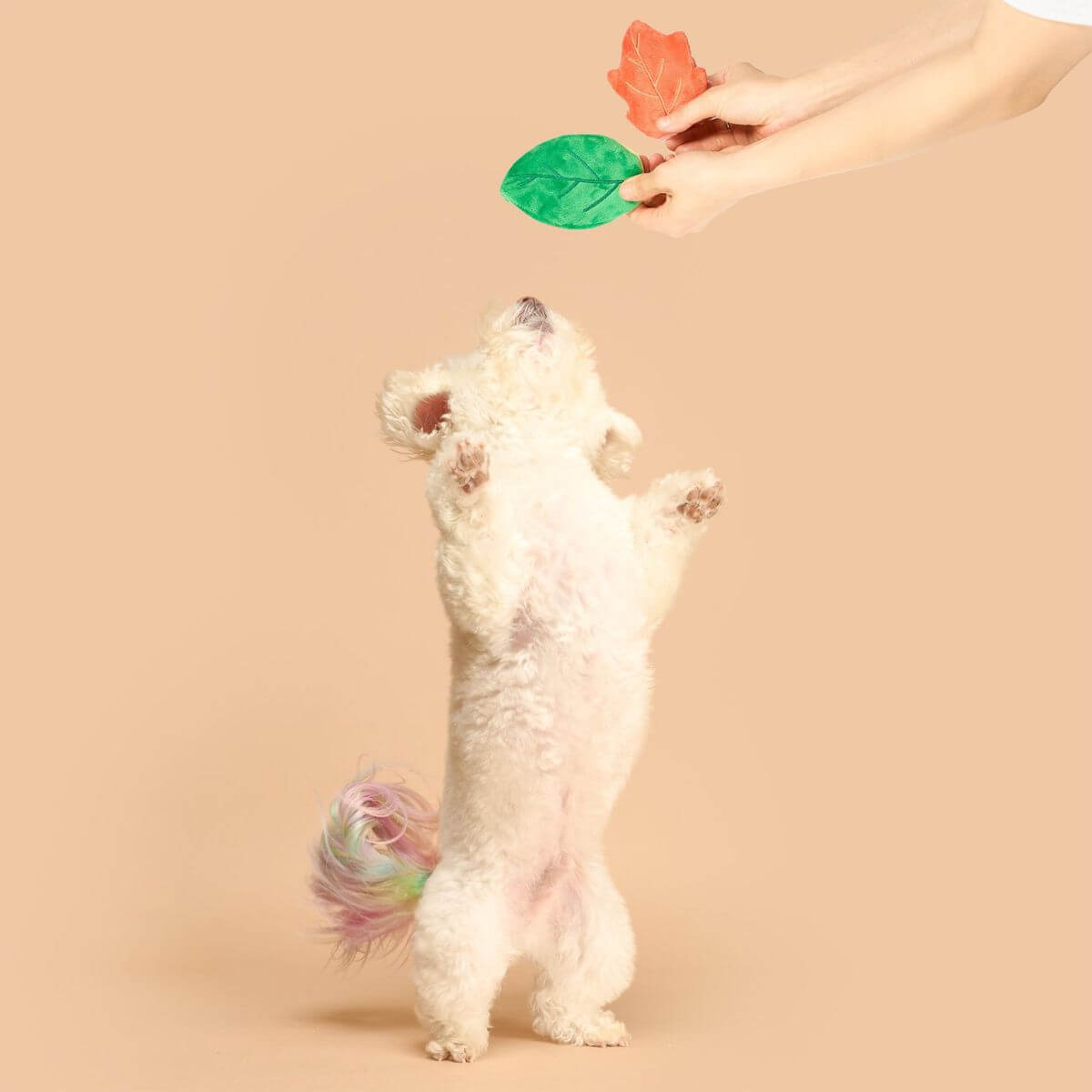 A dog standing on its hind paws to reach the leaves of the the furryfolks branch manager's branch nosework toy. 