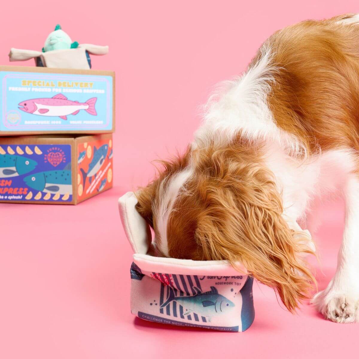 A dog with its head in the box of the furryfolks fish express nosework toy