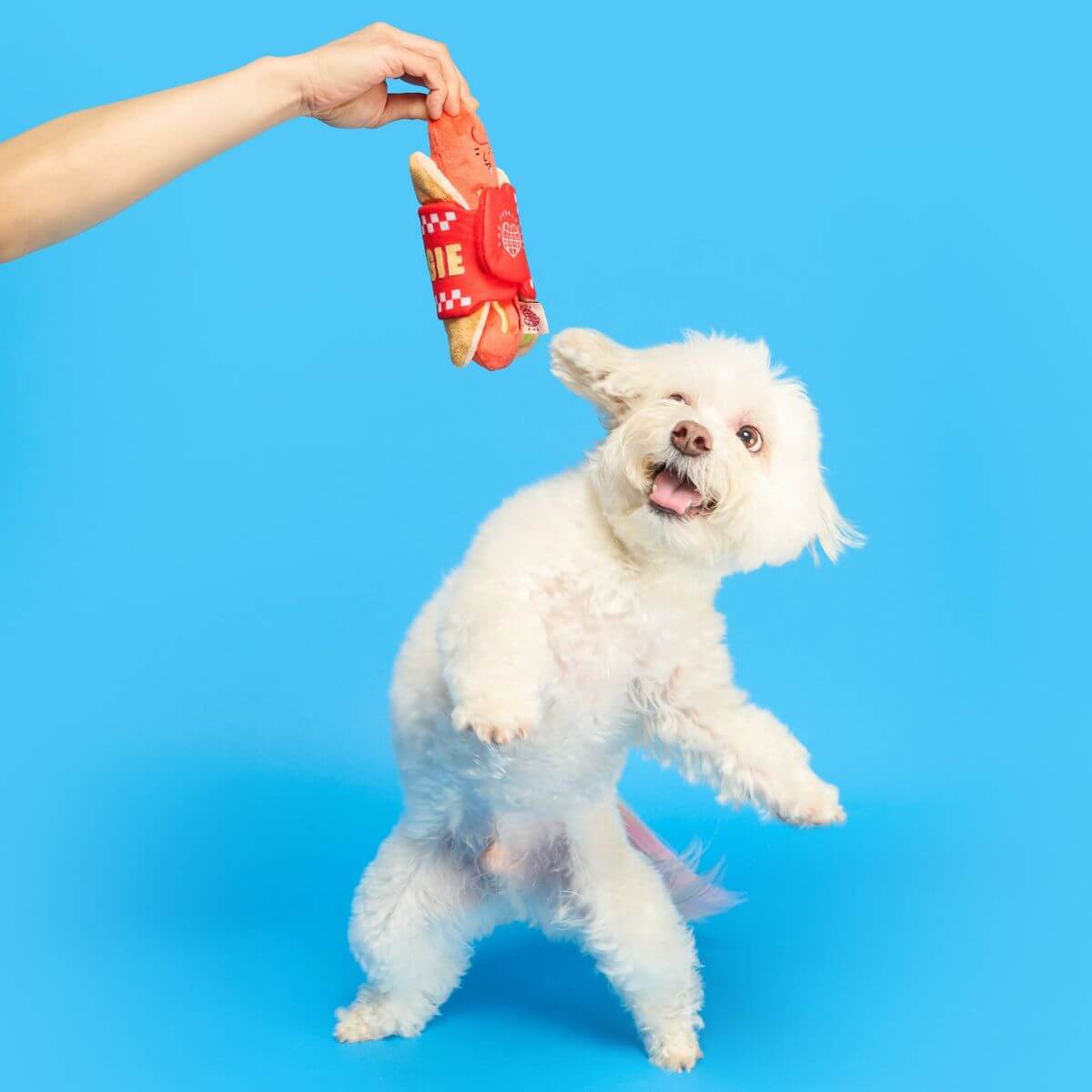 A dog attempting to catch the the furryfolks hot doggie nosework toy in mid air.