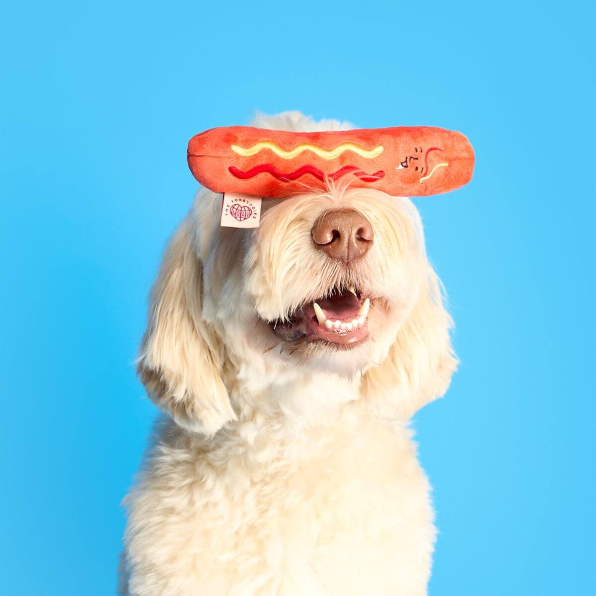 A dog balancing the hotdog from the the furryfolks hot doggie nosework toy on its snout agasint a blue background.