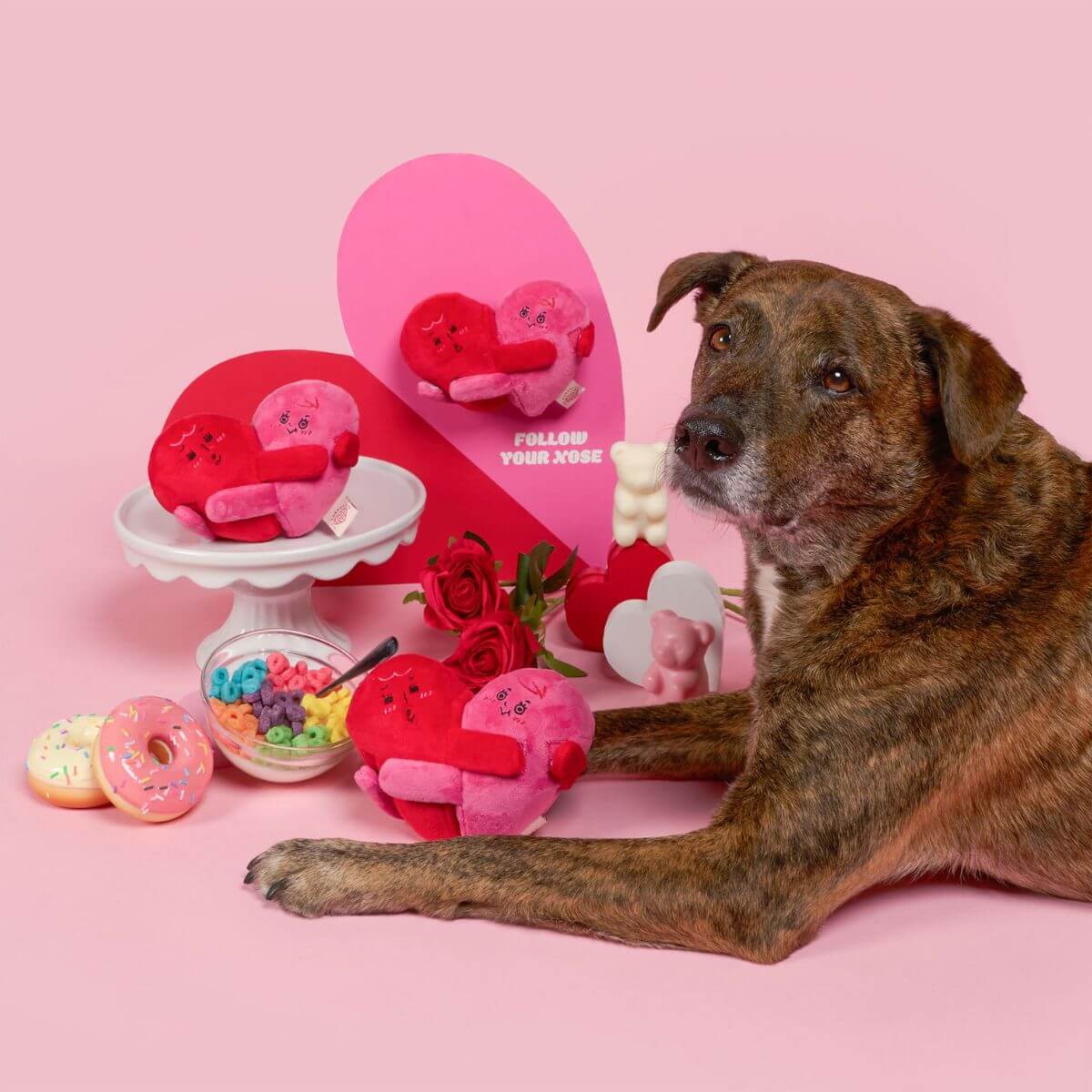 A dog with multiple the furryfolks love locked nosework toys. 