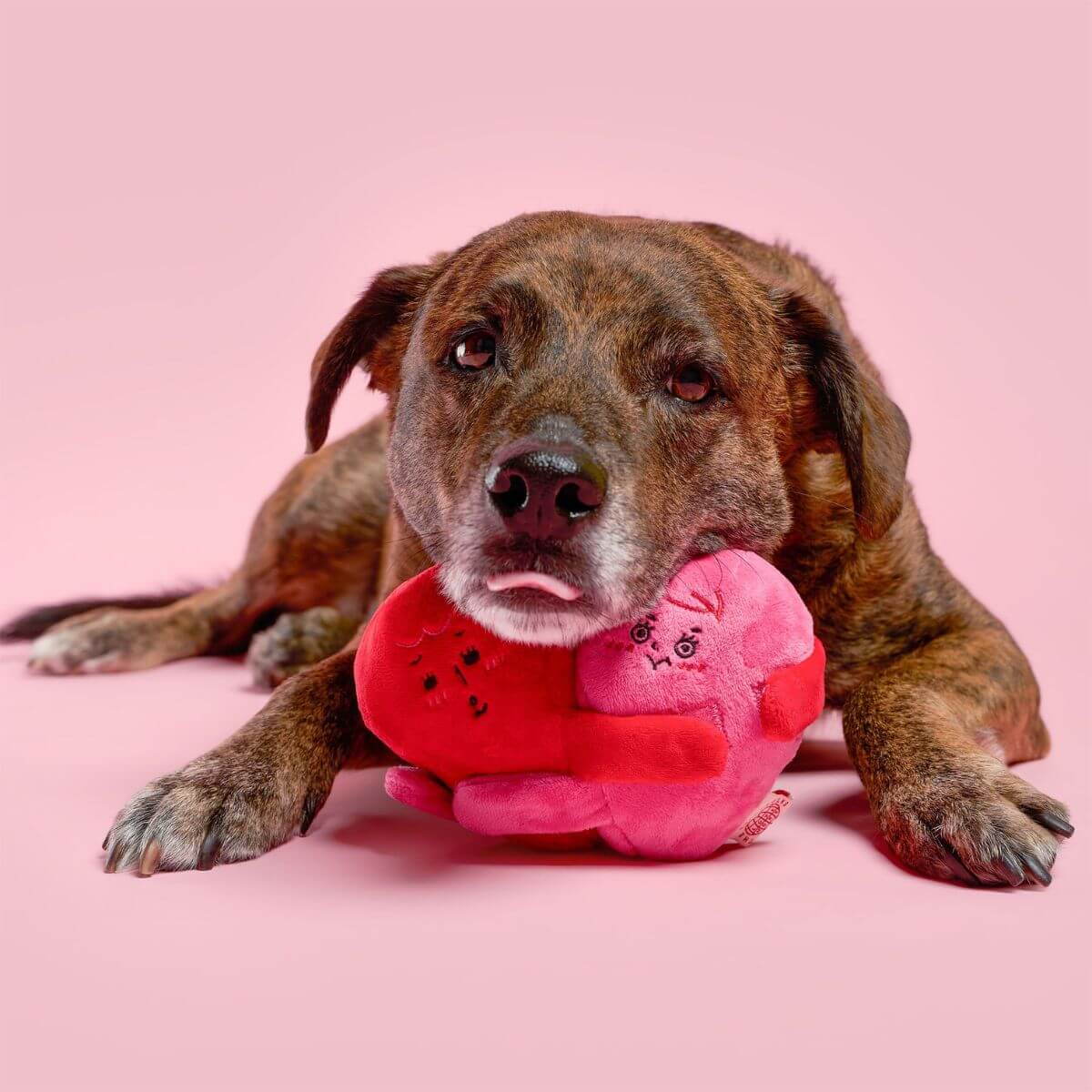 A brown dog resting its chin on the furryfolks love locked nosework toy.