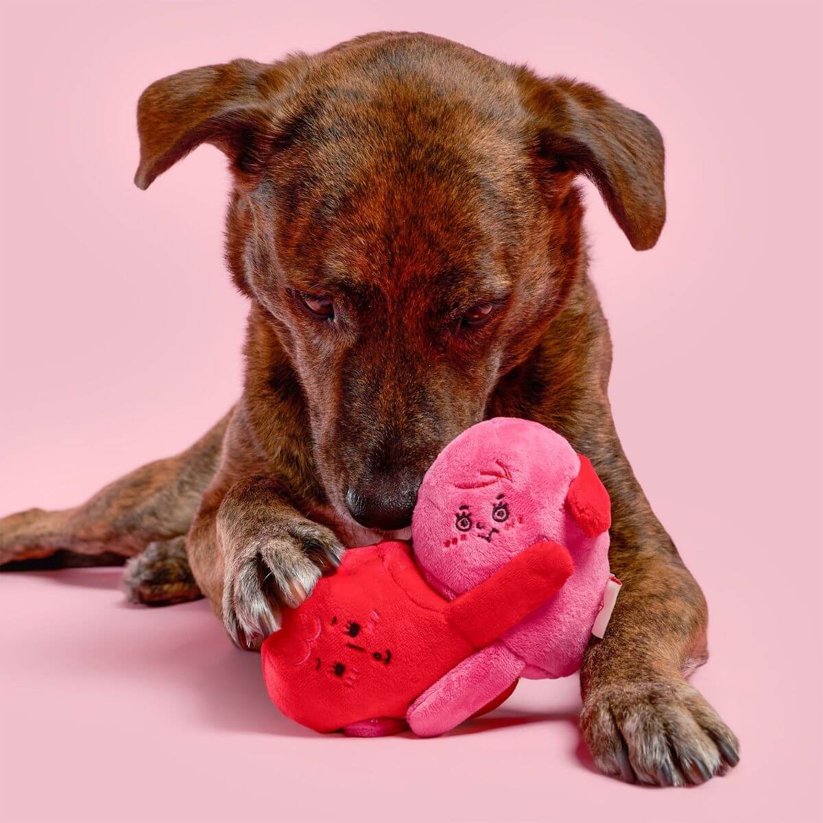 A brown dog sniffing the furryfolks love locked nosework toy with one paw on it.