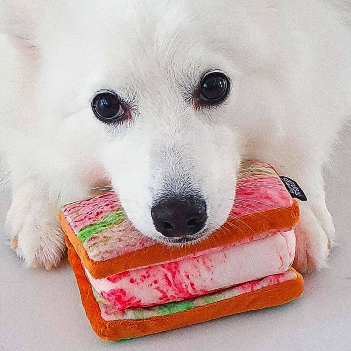 A spitz with the Waggle by Nom Ice Cream Sandwich in its mouth.