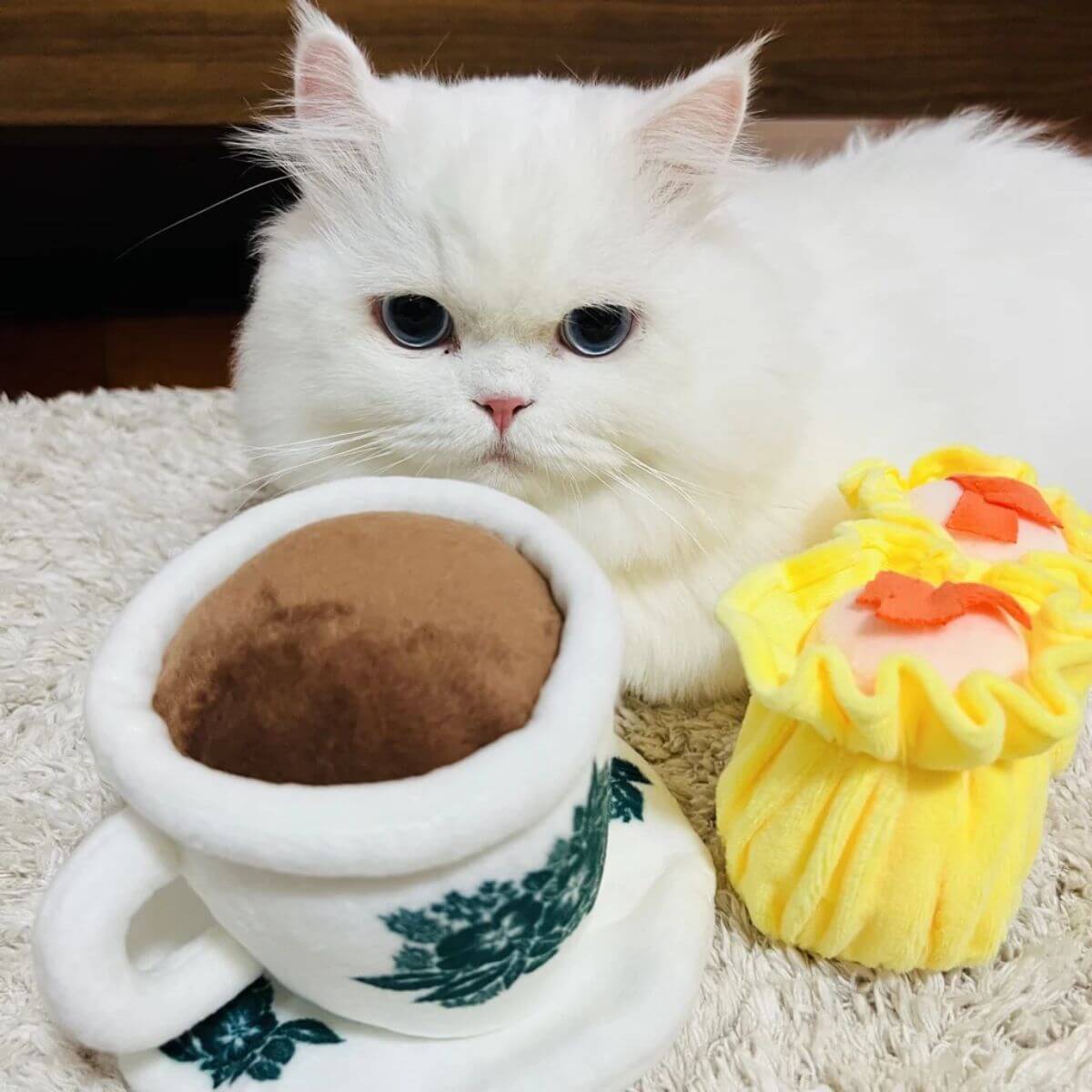 A white cat with the Waggle by Nom Siew Mai and Kopi Cup.