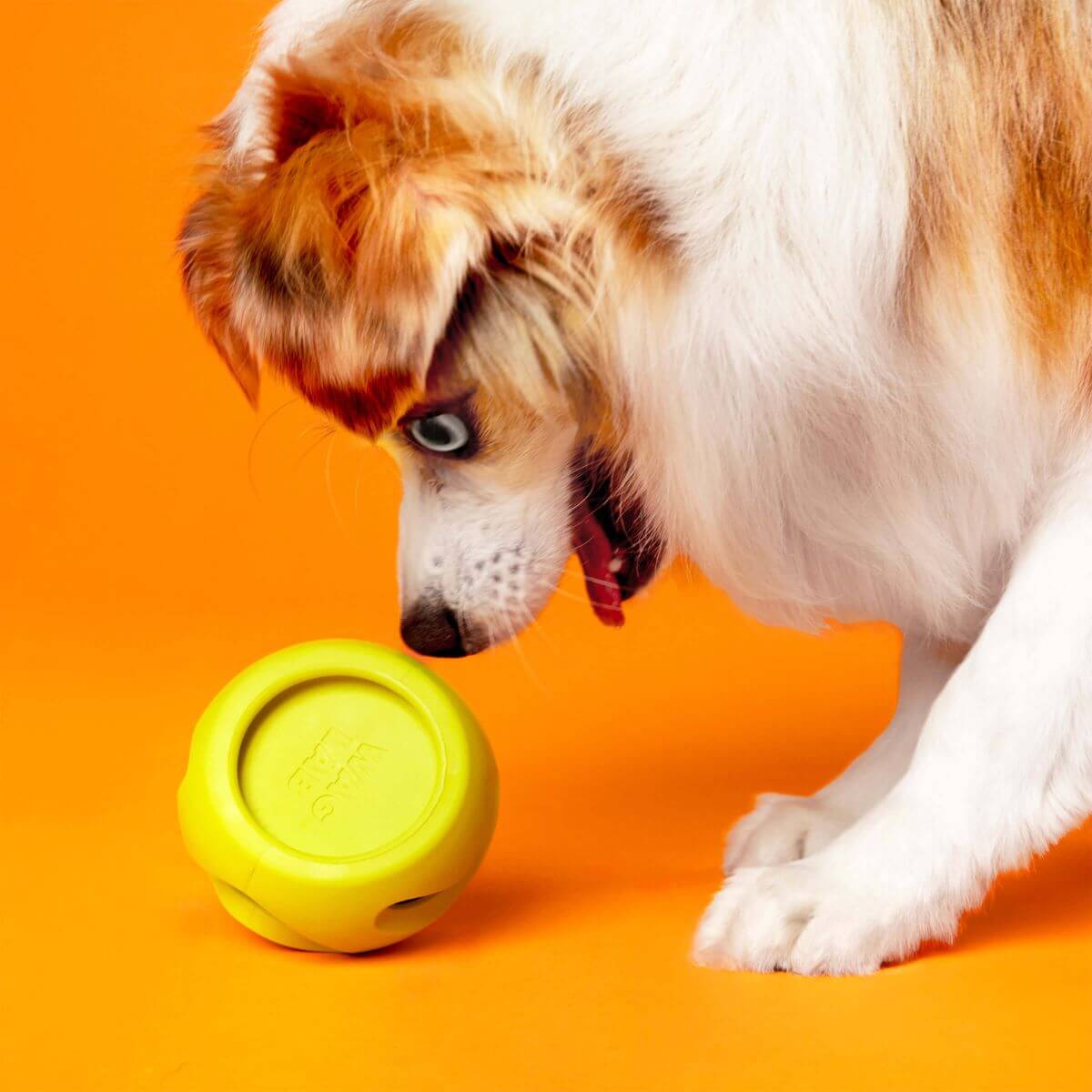 a dog nudging the waglab playstack the boomerang on the floor against an orange background. 