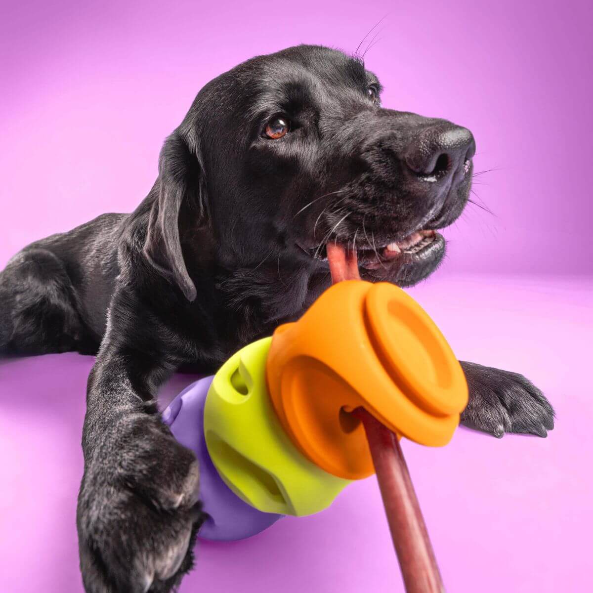 A black labrador chewing on a bully stick paired with the waglab playstack the bully against a purple background. 