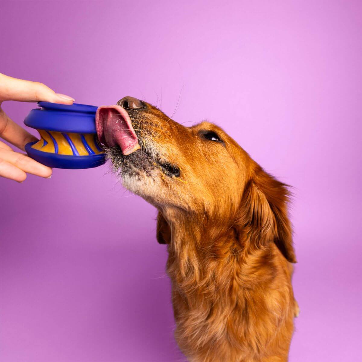 A golden retriever licking the waglab playstack the slobber. 