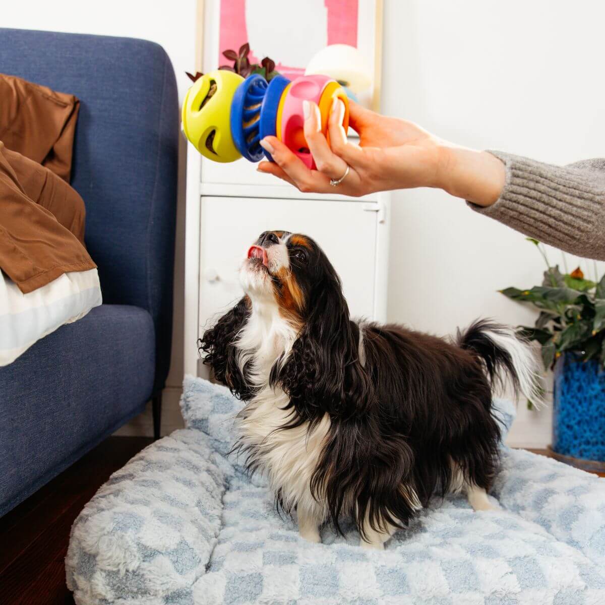 a cavalier kings charles spaniel eyeing the waglab playstack the slobber. 