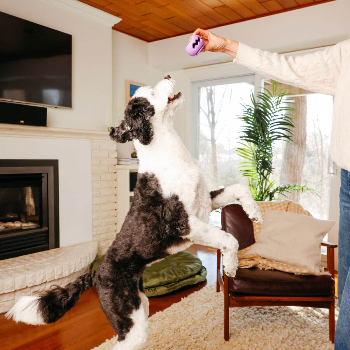 a dog jumping up to reach the waglab playstack the spinner in a living room. 