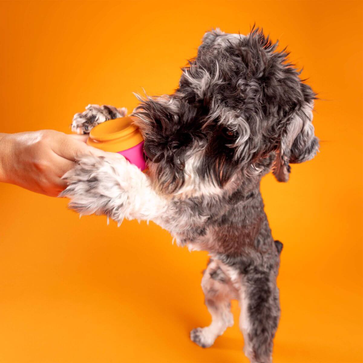 A dog grabbing the waglab playstack the spinner with its front paws against an orange background.