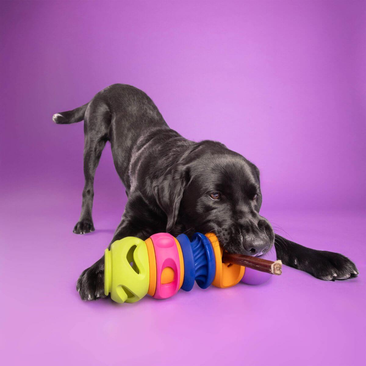a black labrador playing the waglab playstack the squiggle connected with other modules, against a purple background.
