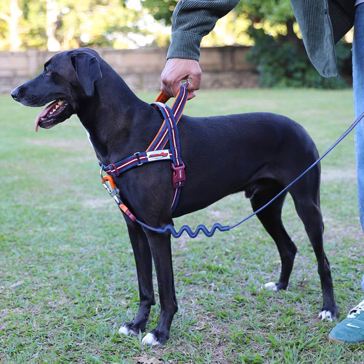 A black labrador wearing the zee.dog softer walk harness velvet vibes in dropout in a backyard as backdrop.