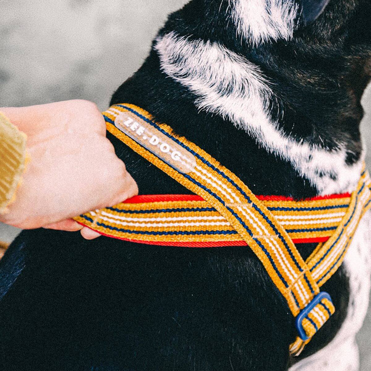 The zee.dog softer walk velvet vibes misfit harness handle.