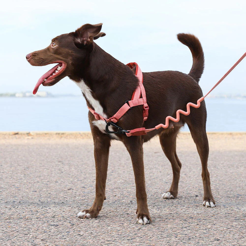 Zee Dog Softer Walk Harness | Canyon