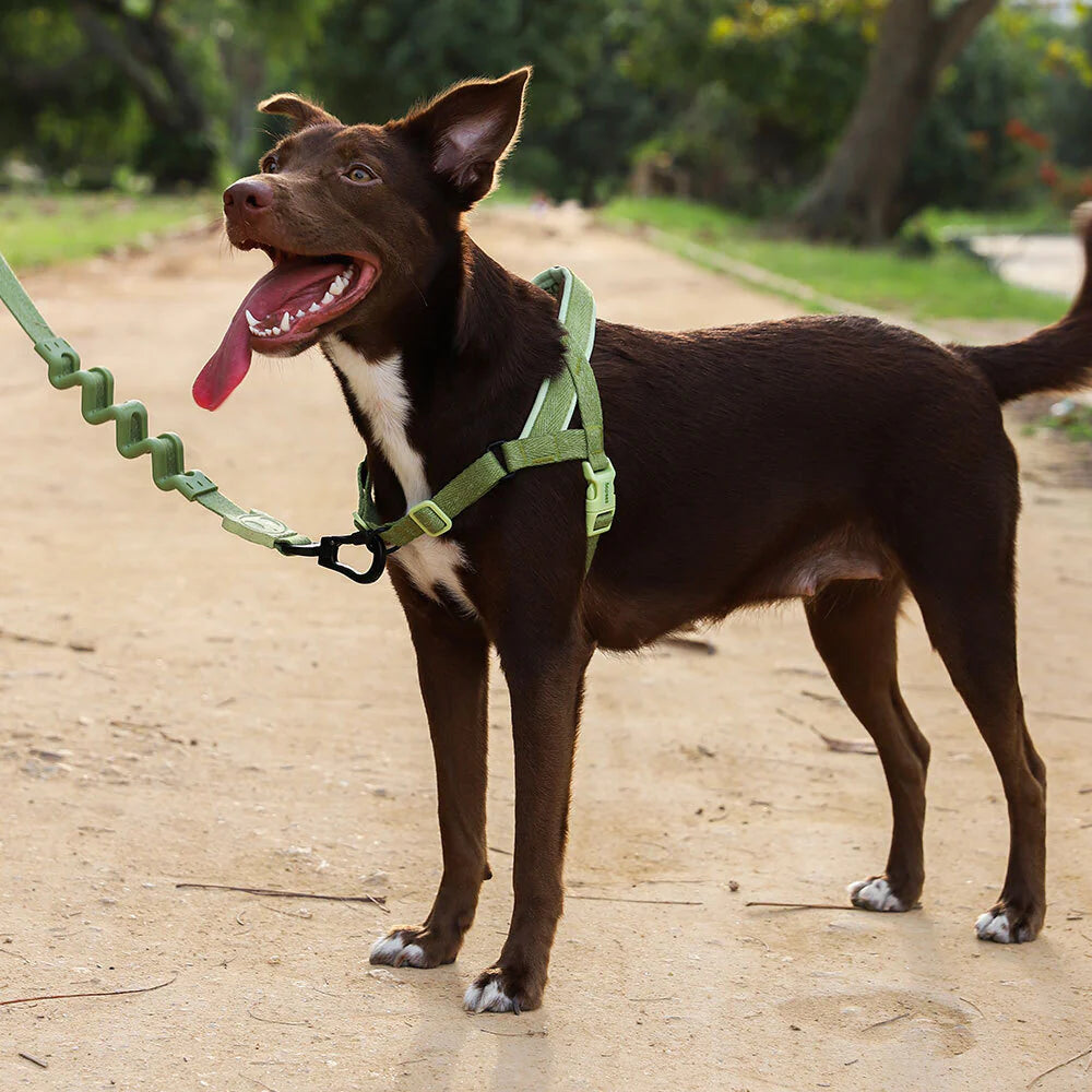 Zee Dog Softer Walk Harness | Moss