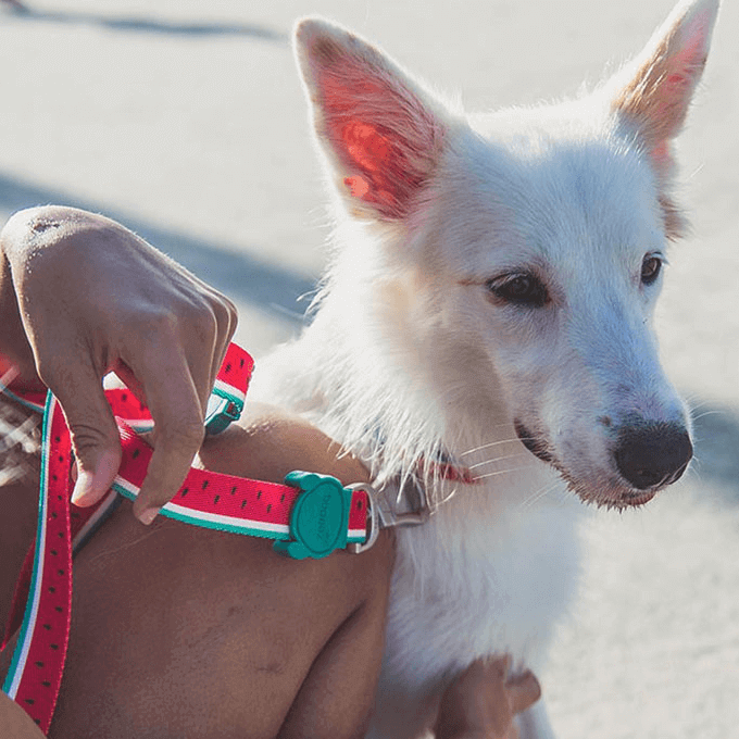 Zee.Dog Collar | Lola