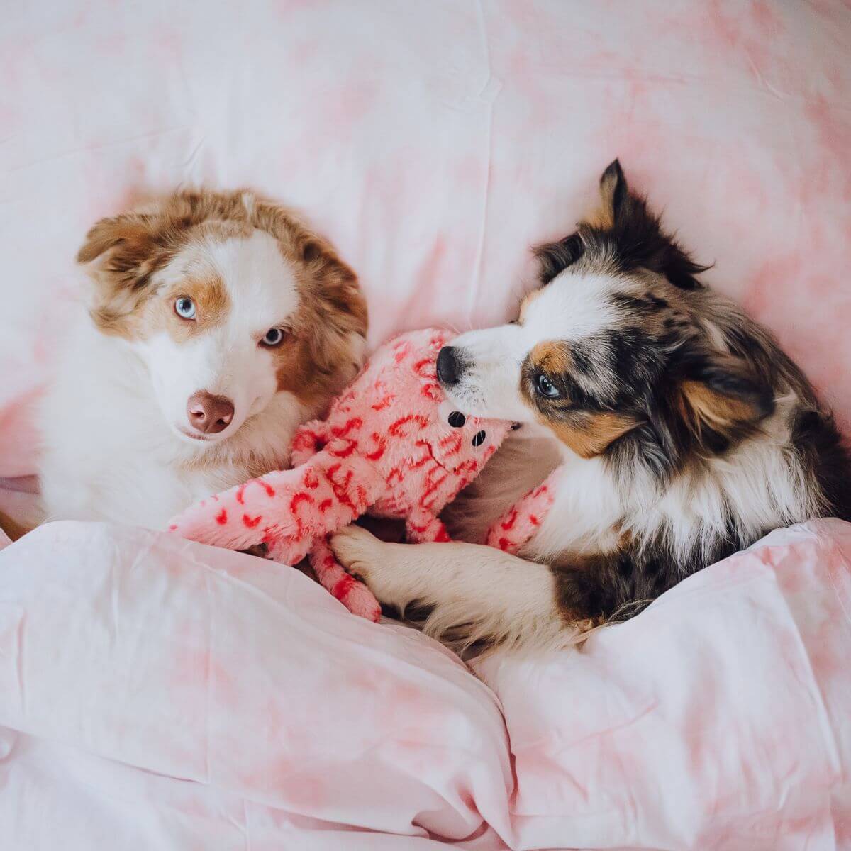 2 dogs playing with the ZippyPaws Floppy Jelly on the bed. 