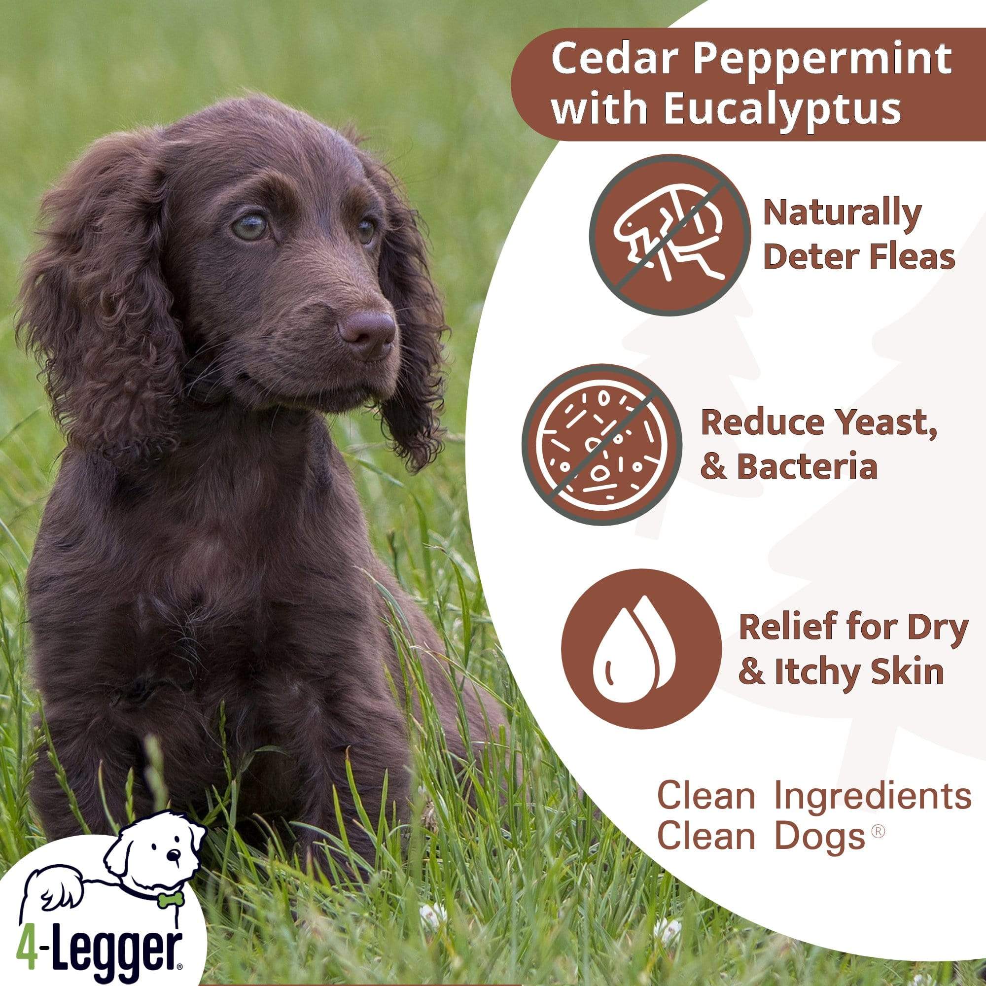 4-Legger Cedar, Peppermint & Eucalyptus Conditioning Dog Shampoo 16oz