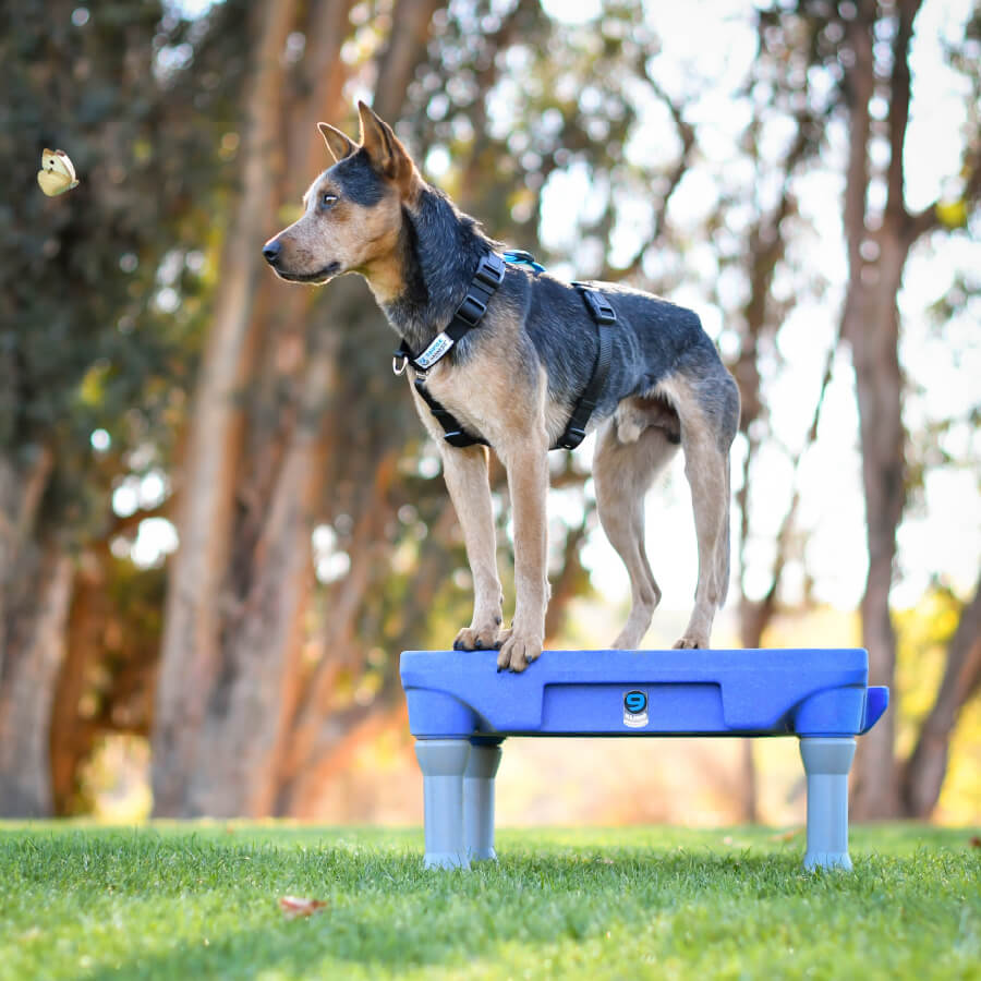 Blue k9 balance outlet harness