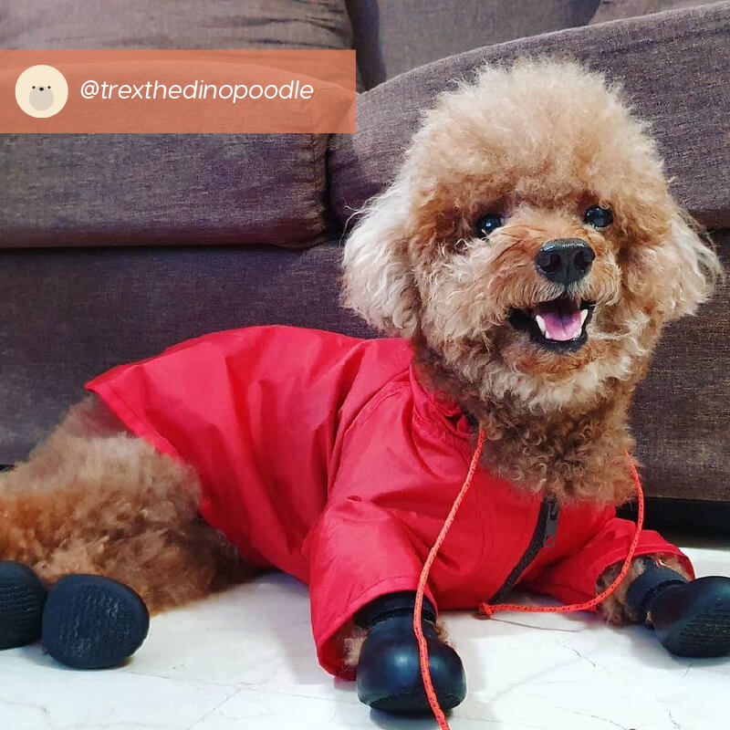 Wagwear Nylon Raincoat - Vanillapup Online Pet Store