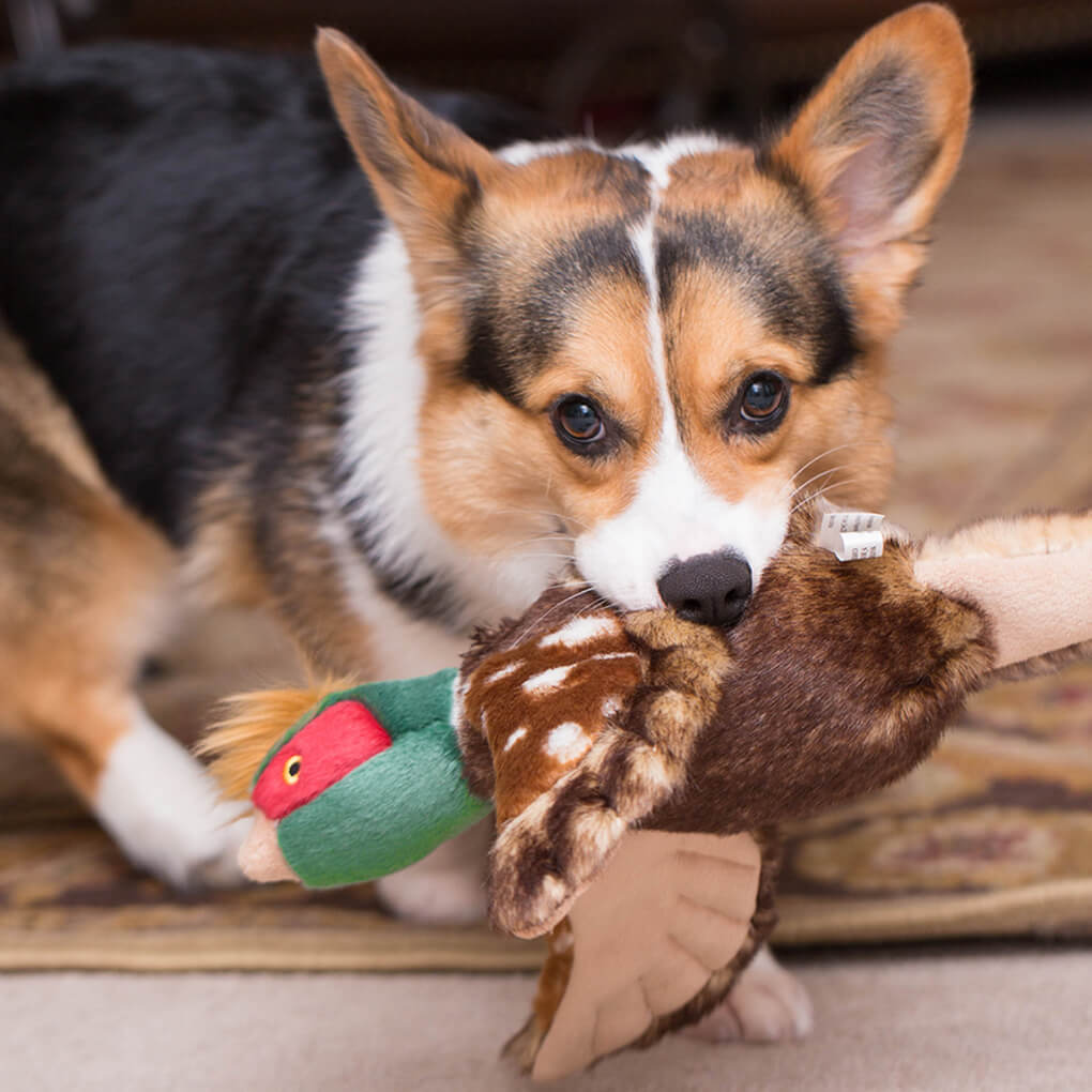 Fluff & Tuff Ike Pheasant - Vanillapup Online Pet Store