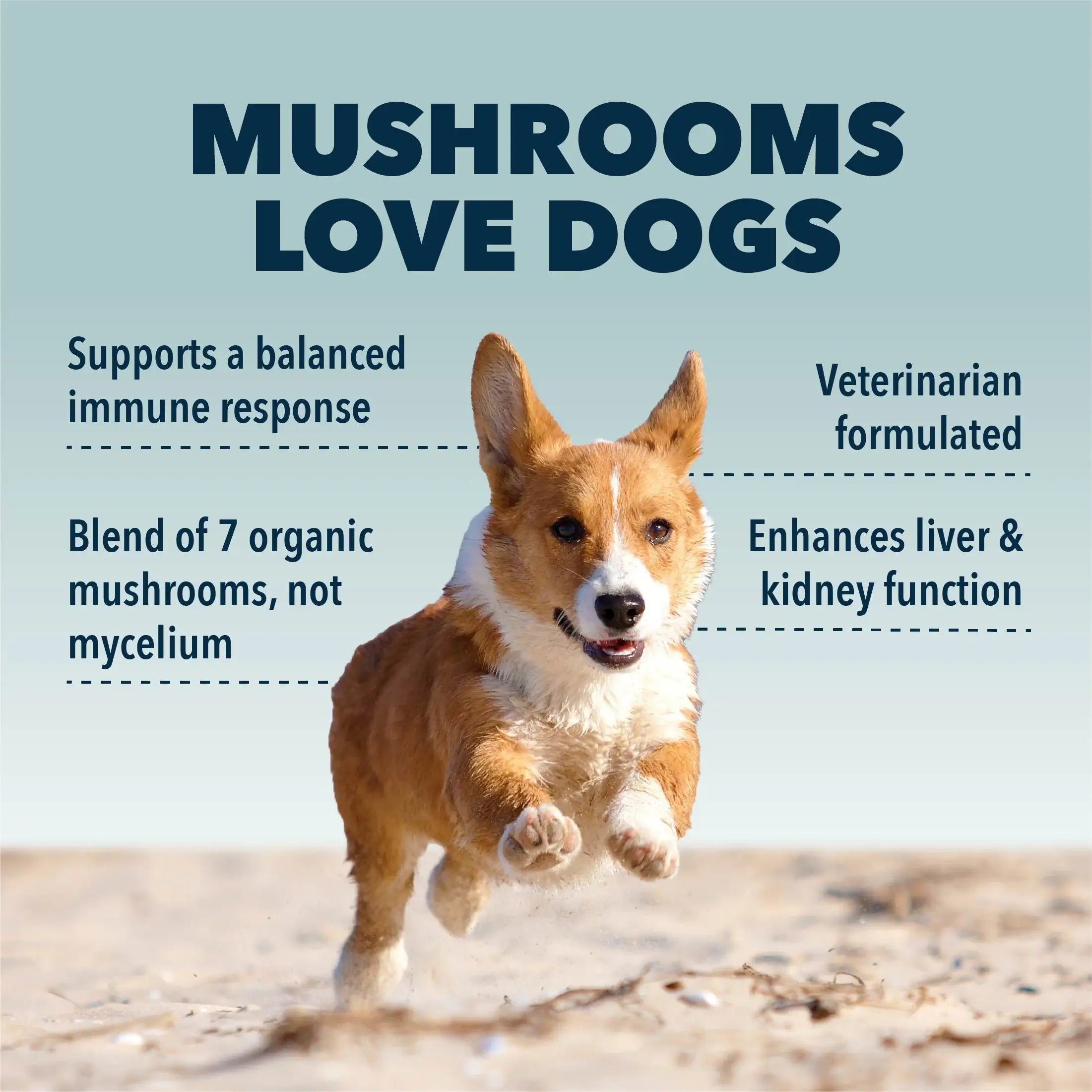 Four Leaf Rover Seven 'Shrooms | Organic Mushroom Mix