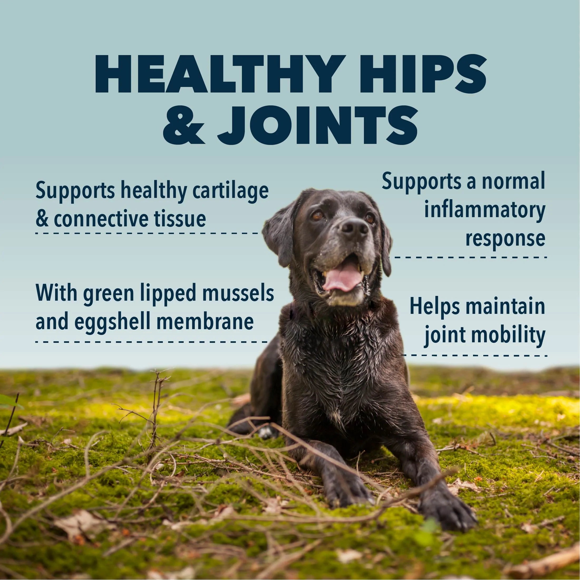 Four Leaf Rover Hip & Joint | Natural Joint Support